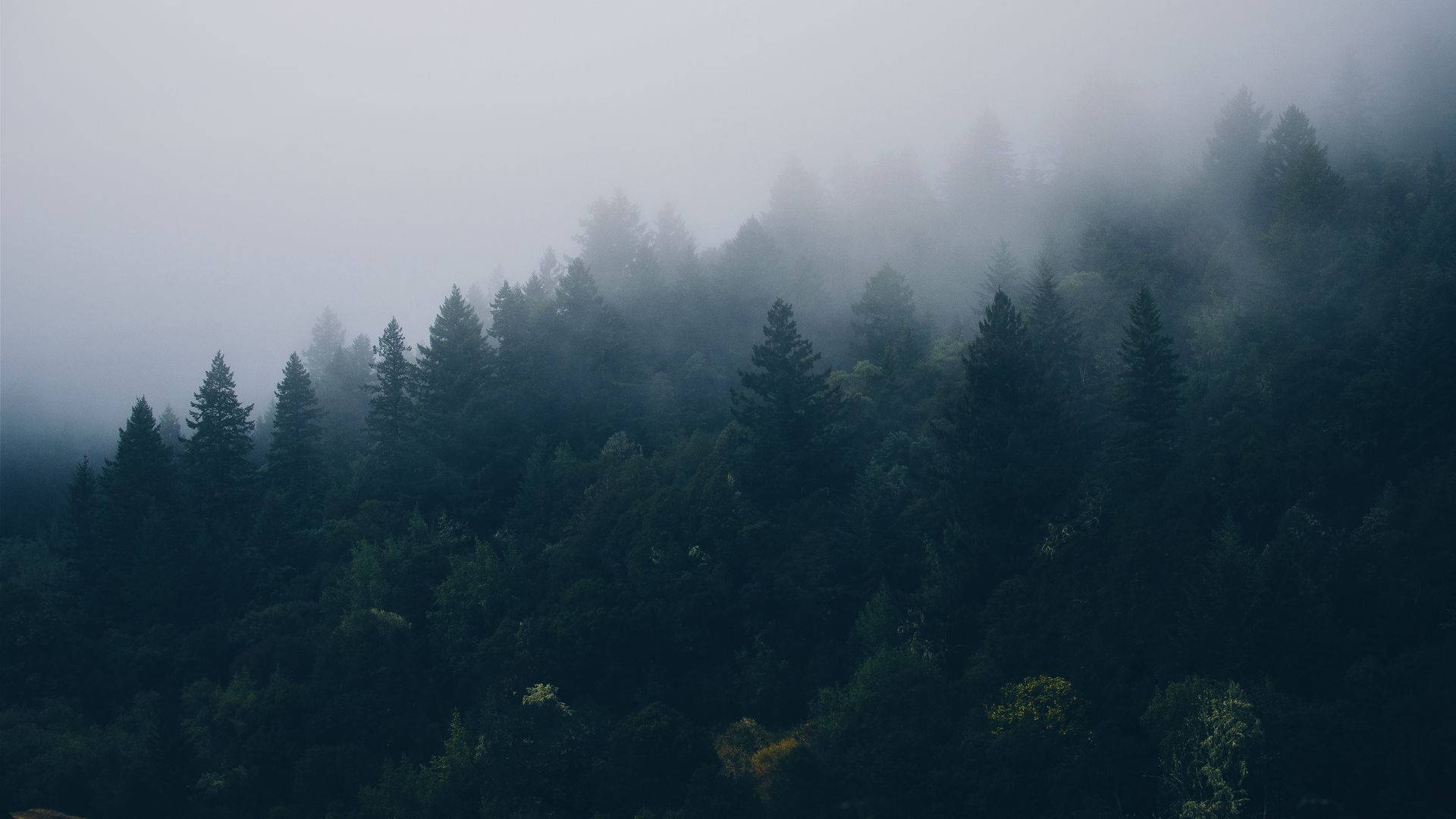 陰暗霧氣森林景觀 壁紙 — 迷霧森林，高大的常綠樹在灰色天空下被濃霧籠罩。