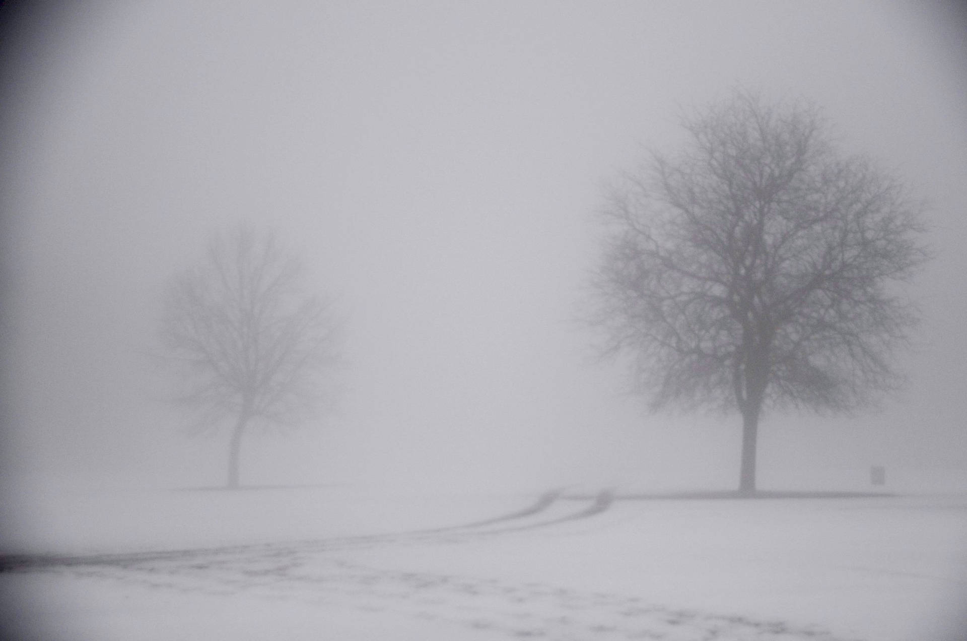 雪地中的兩棵無葉樹木，一條霧濛濛的小路蜿蜒穿過場景。