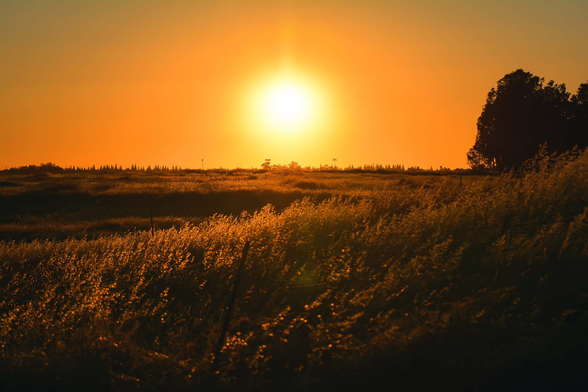 夕陽下的草地與樹影