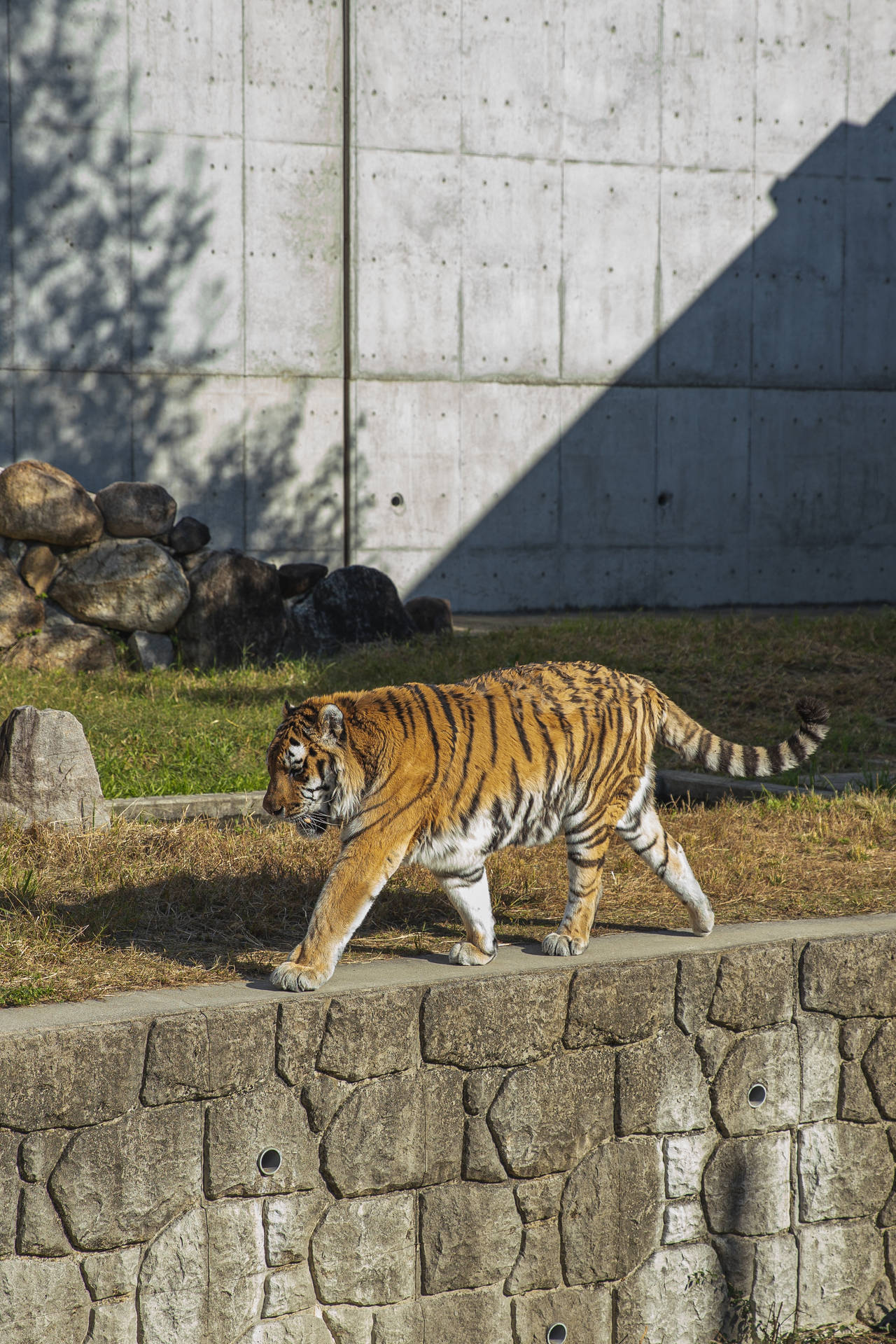 老虎在白天在動物園圍欄內的石牆上行走。