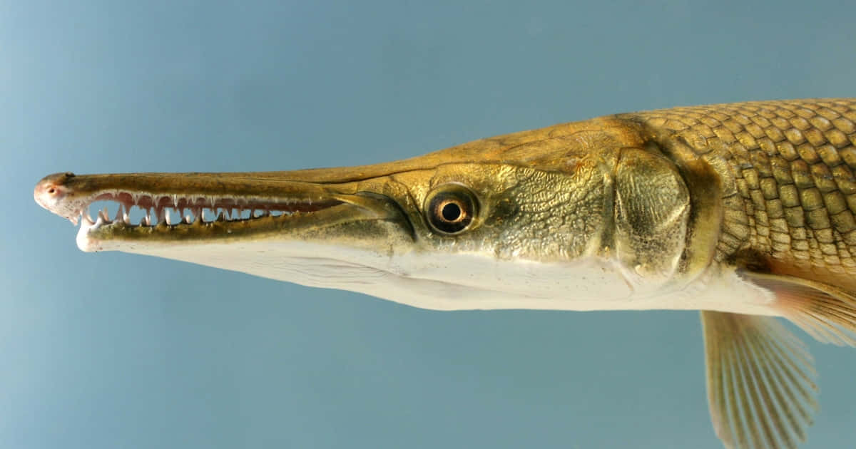 「陽光下的俏皮鱧魚」 壁紙 — 長鼻雀鱔魚的特寫，具有鋒利的牙齒和詳細的鱗片，背景為純藍色。