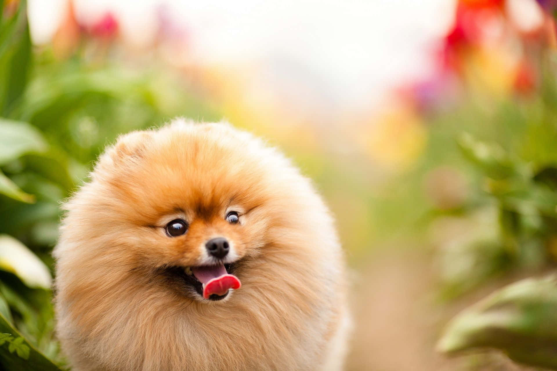 毛茸茸的橙色博美犬伸出舌頭在花園中微笑