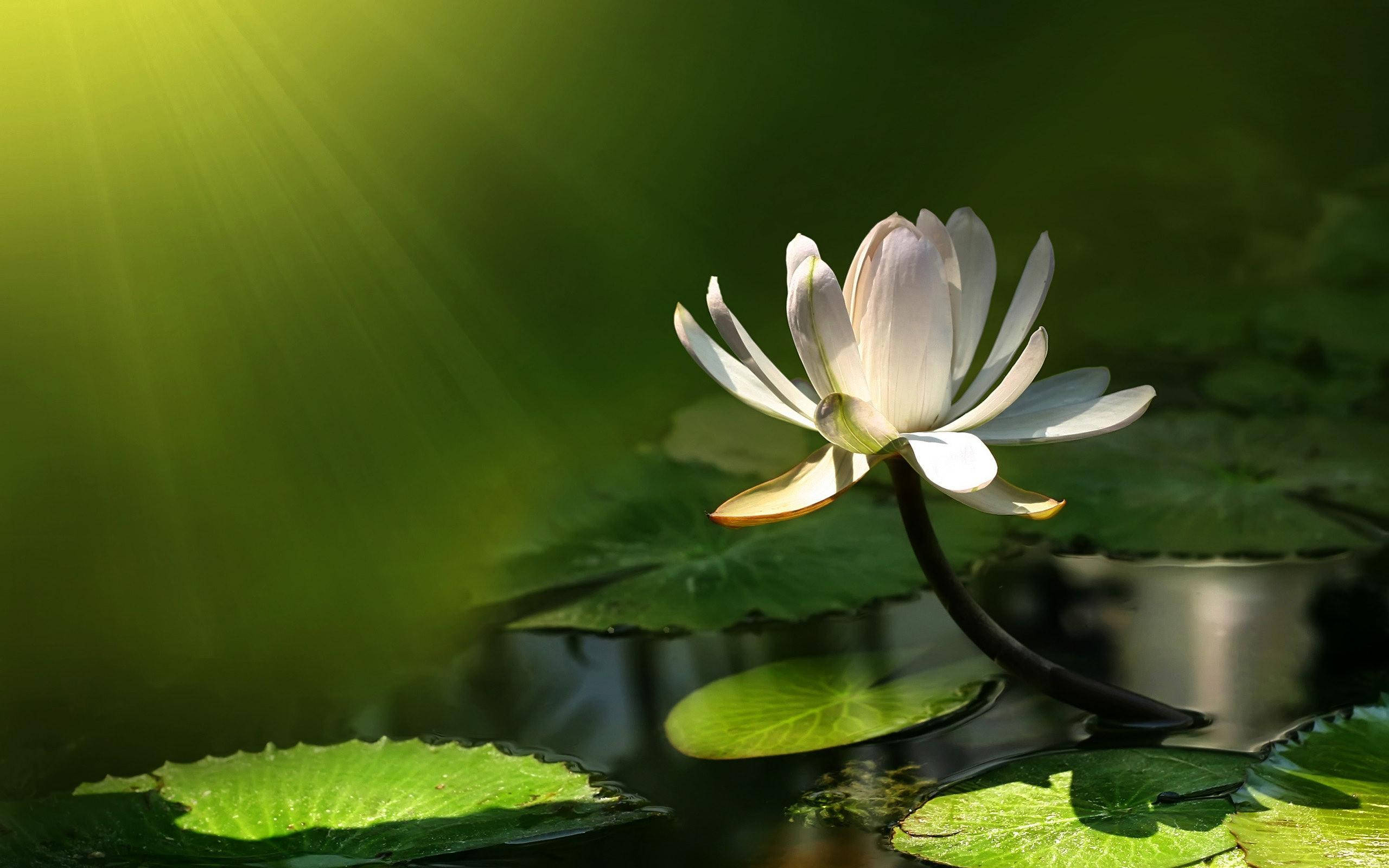 陽光下的水百合 壁紙 — 一朵白色睡蓮在陽光照耀的池塘上優雅綻放，翠綠的光線穿過葉片照射進來。