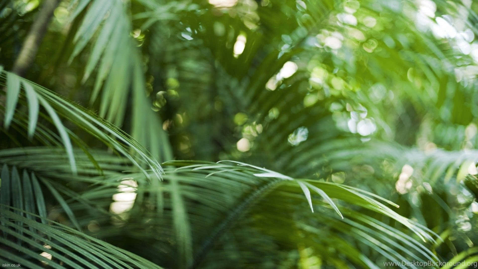 棕櫚葉嘅特寫，陽光穿過葉片營造出柔和嘅散景效果。