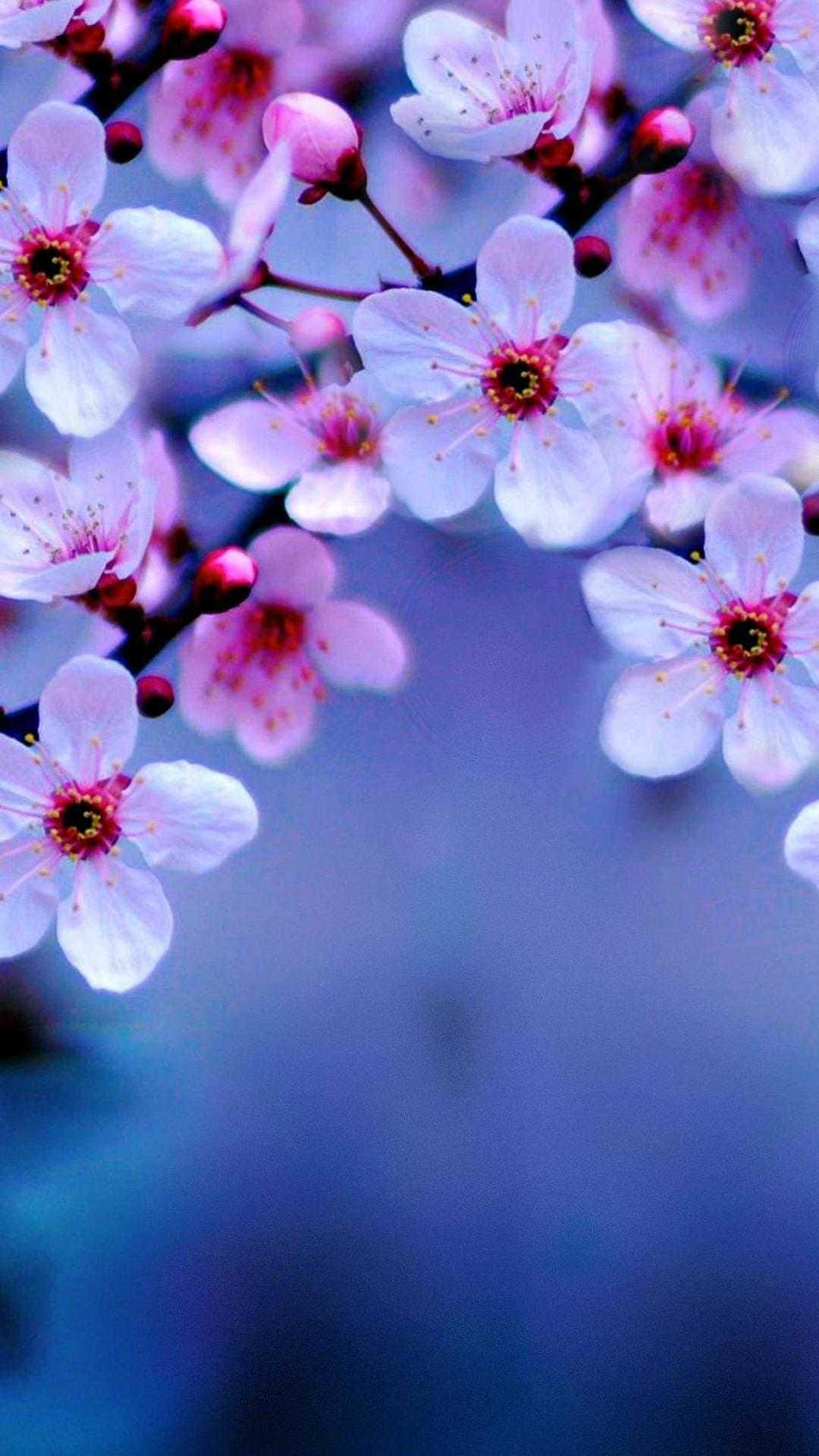 枝條上的粉紅櫻花，柔和藍色背景