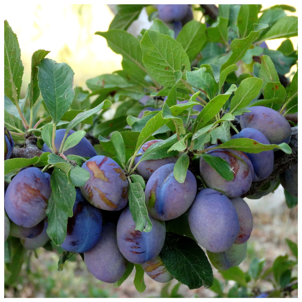 陽光下的豐盛 Damson 梅 壁紙 — 成熟的紫色李子帶有金色紅暈，沉重地掛在沐浴在柔和陽光下的樹枝上。