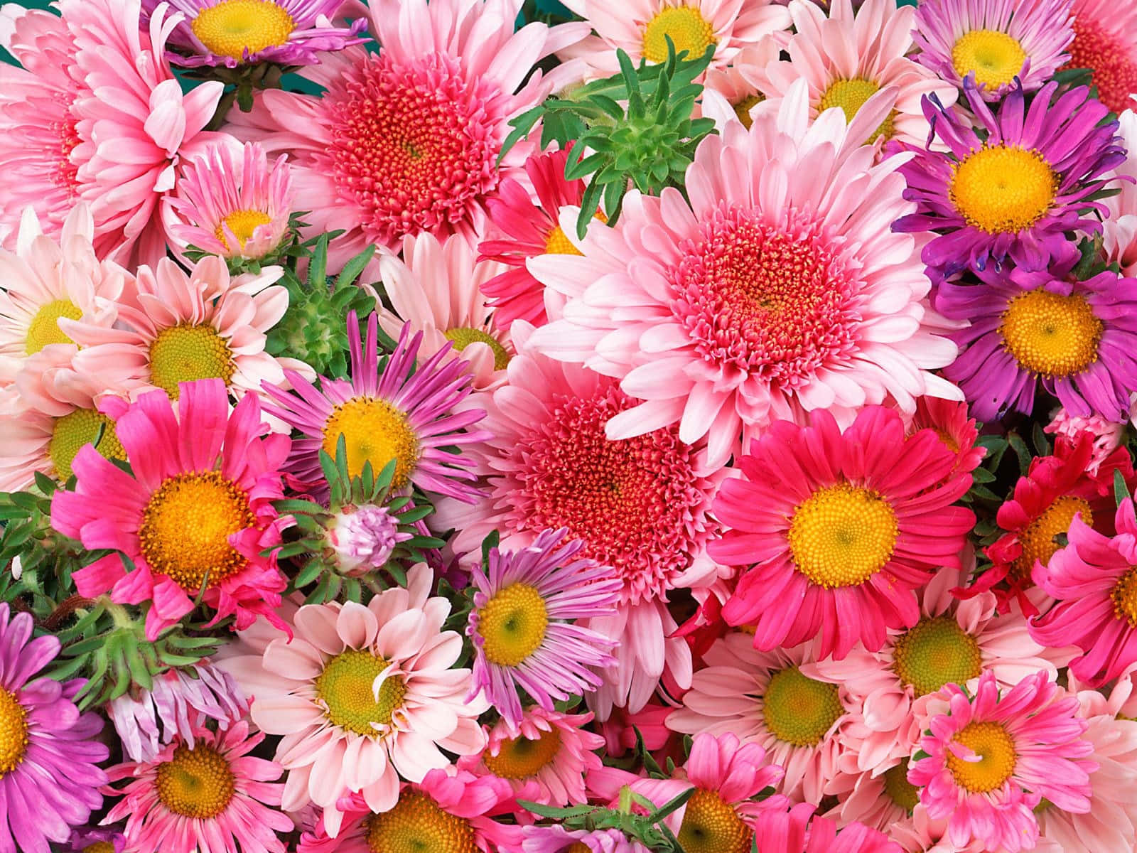 陽光下的雛菊 壁紙 — 充滿活力的特寫，各種粉紅色、紫色和黃色雛菊，綠色莖幹盛開。