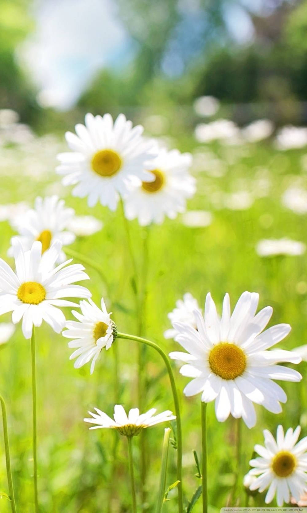 Daisy 桌布 壁紙 — 陽光下的雛菊，帶有明亮的黃色中心，在柔和的藍天下盛開在茂密的綠色草地上。