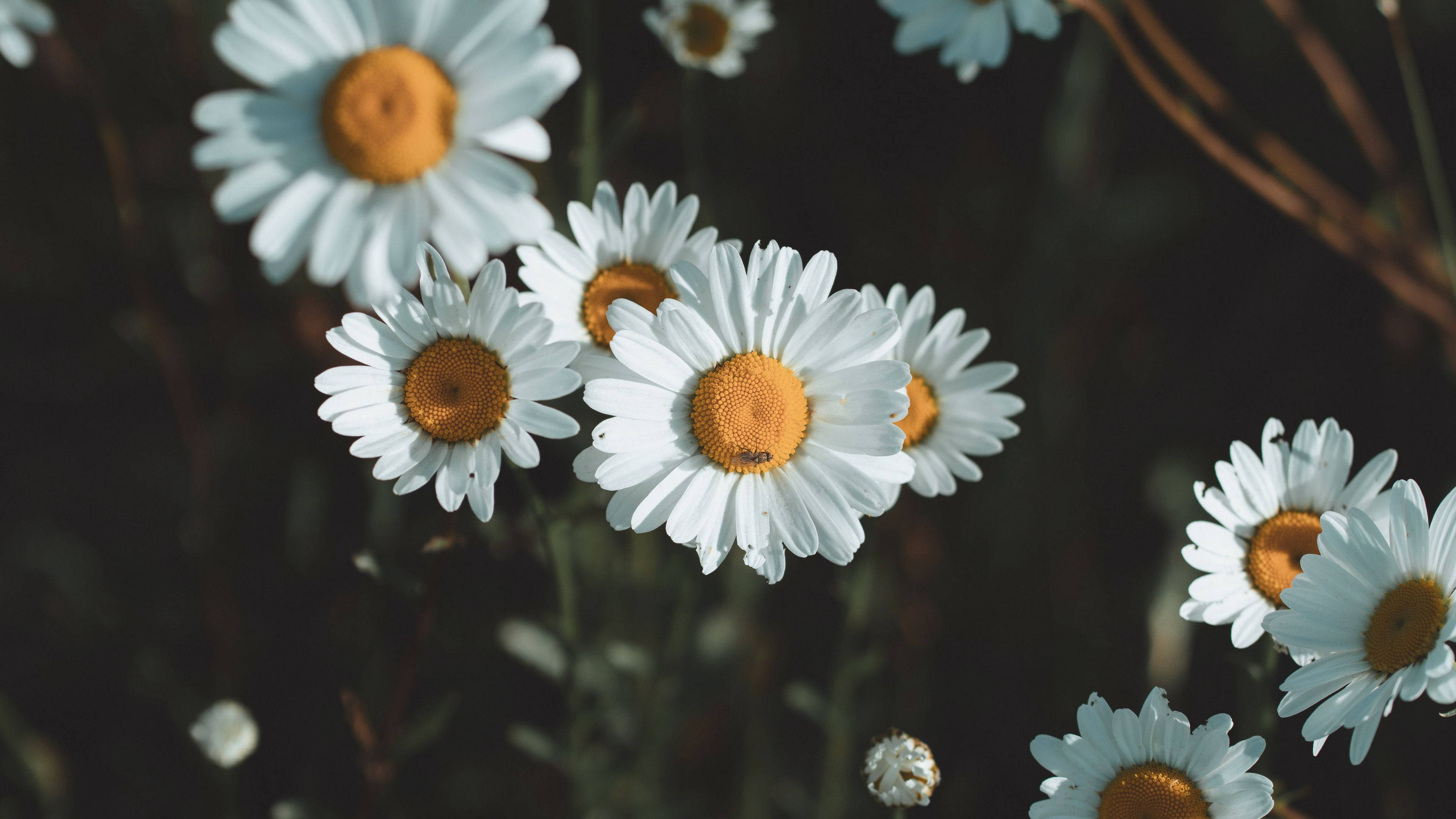 flowers 4K 桌布 壁紙 — 陽光下的雛菊，白色花瓣和金色花心，在黑暗模糊的背景上柔和綻放。