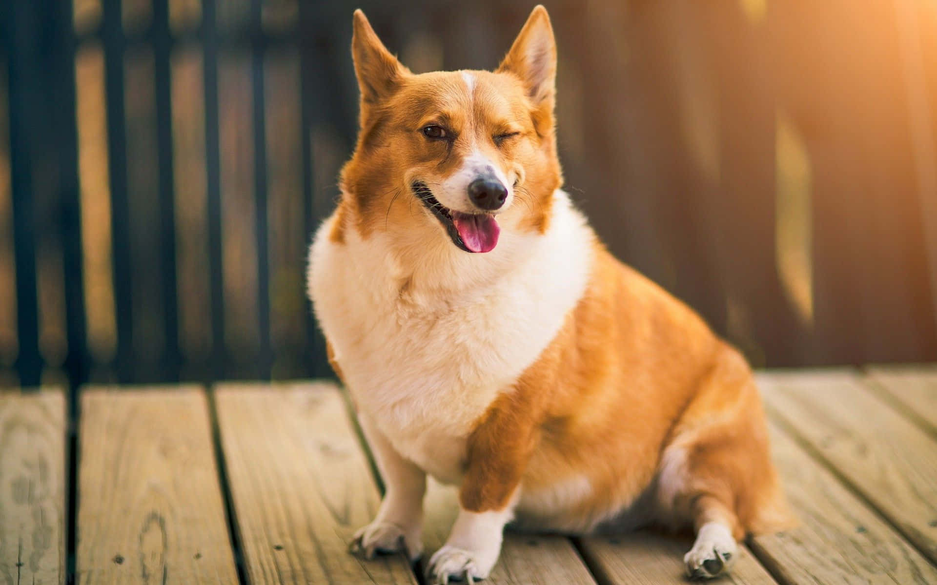 一隻開心的哥基犬坐在木甲板上，眨眼並快樂地喘氣。