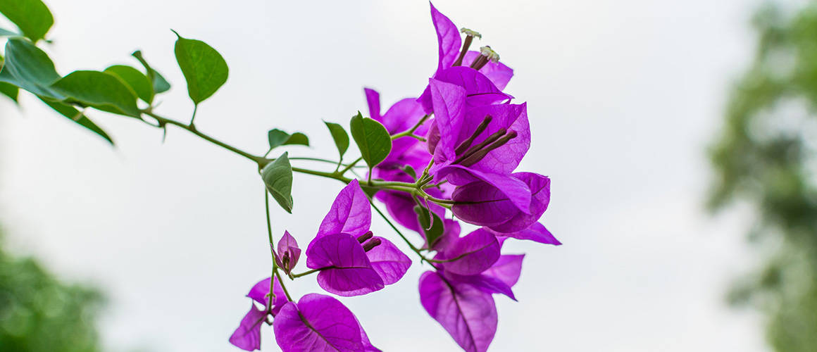 陽光下綻放的雞蛋花 壁紙 — 鮮豔的紫色三角梅花朵沿著綠色莖幹簇擁，背景是柔和模糊的天空。
