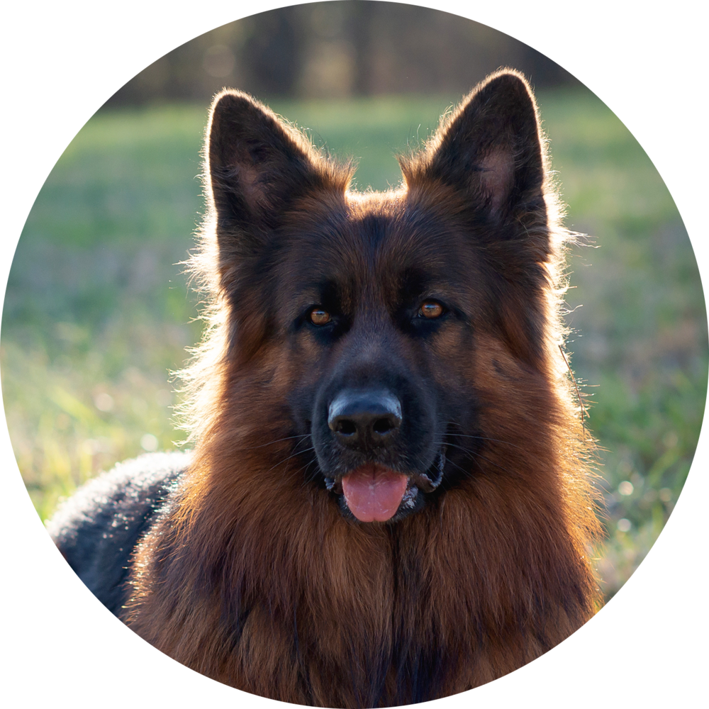 陽光下警覺的德國牧羊犬 壁紙 — 德國牧羊犬嘅特寫肖像，毛髮喺陽光下溫暖閃亮，表情警覺，背景係模糊嘅綠色田野。