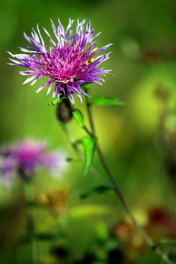 陽光下選擇性焦點的薔薇薔薇 壁紙 — 一朵充滿活力的紫色薊花，帶有尖刺花瓣，在柔和的綠色模糊背景中高高聳立。