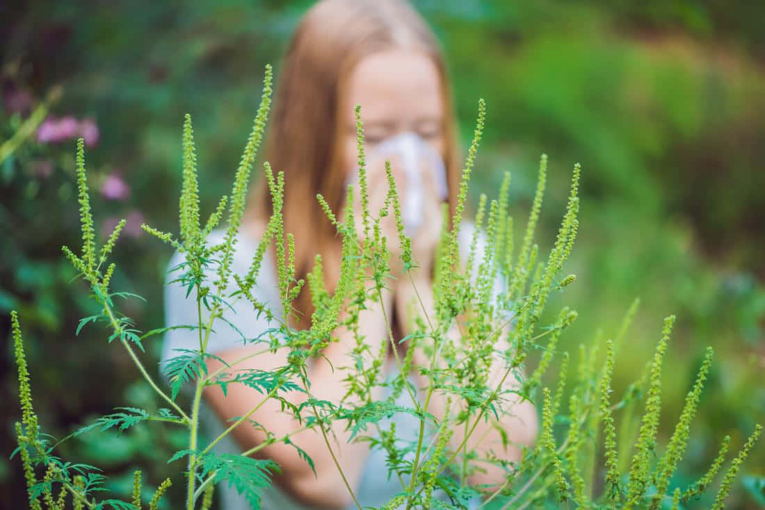 陽光下野性豚草與繁茂葉叢 壁紙 — 一個紅髮的人站在高大的綠色植物後面，在茂盛的花園裡用紙巾捂住鼻子。