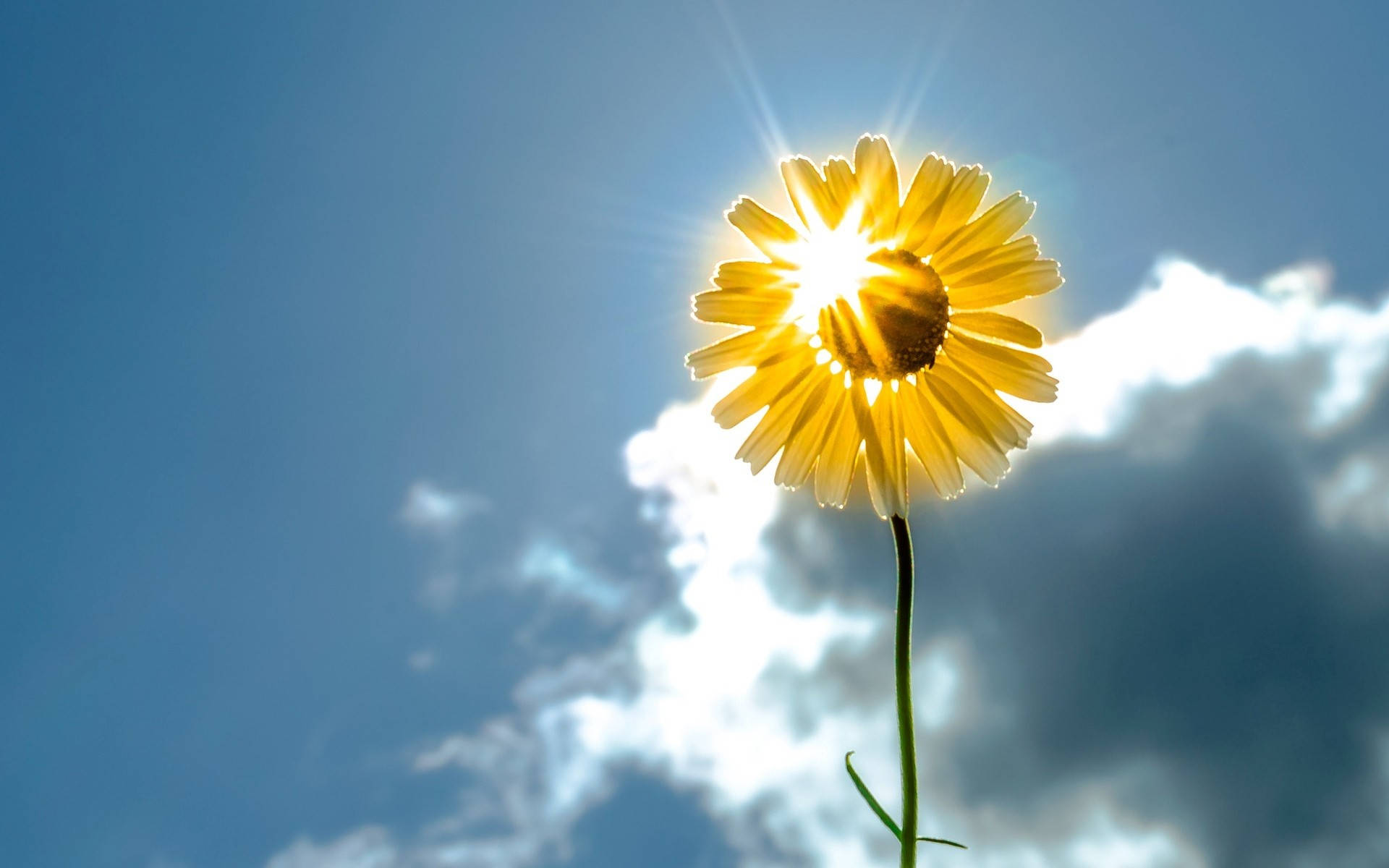 黃色雛菊花在藍天白雲下背光被太陽照射