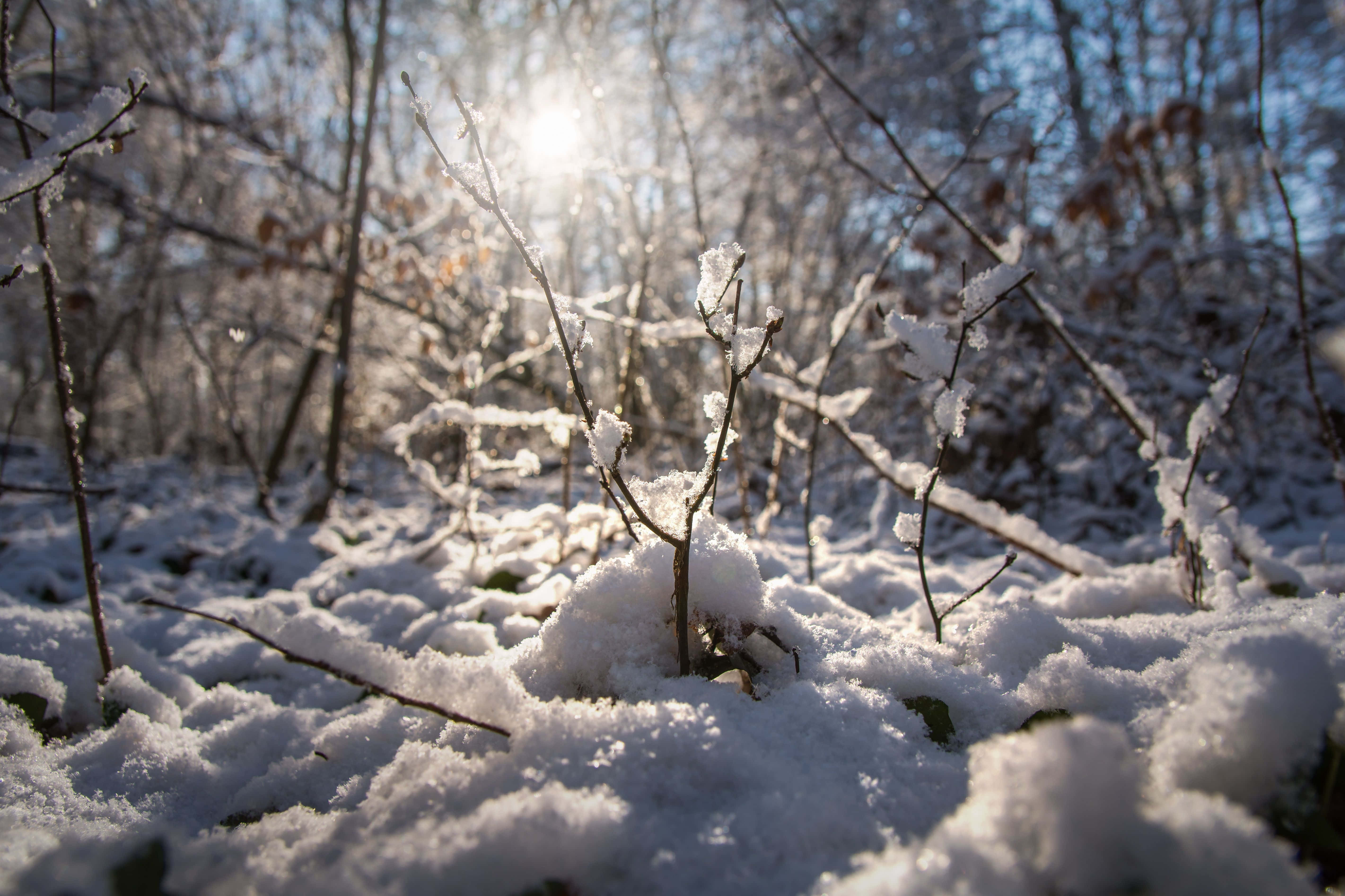 Nature Blur 桌布 壁紙 — 陽光在寂靜冬日森林地面上積雪覆蓋的細枝和樹枝上閃爍。