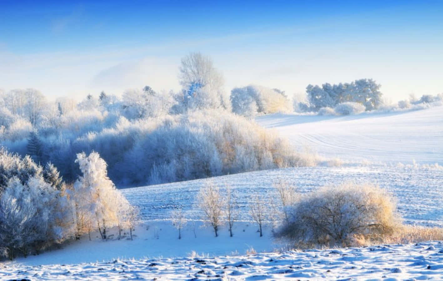 冬季 桌布 壁紙 — 陽光在結霜的樹木和白雪覆蓋的田野上閃爍，背景是清澈的藍色冬日天空。