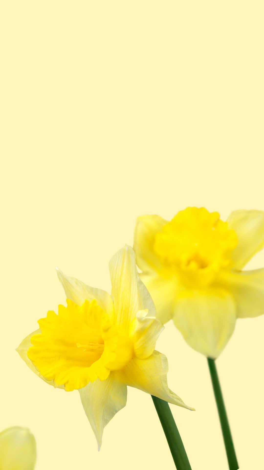 兩朵黃色水仙花，帶綠色莖，襯以淡黃色背景。
