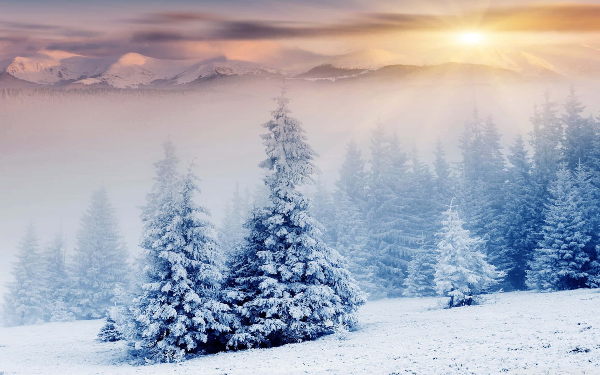 白雪覆蓋的松樹和山脈沐浴在金色晨光中，透過薄霧。