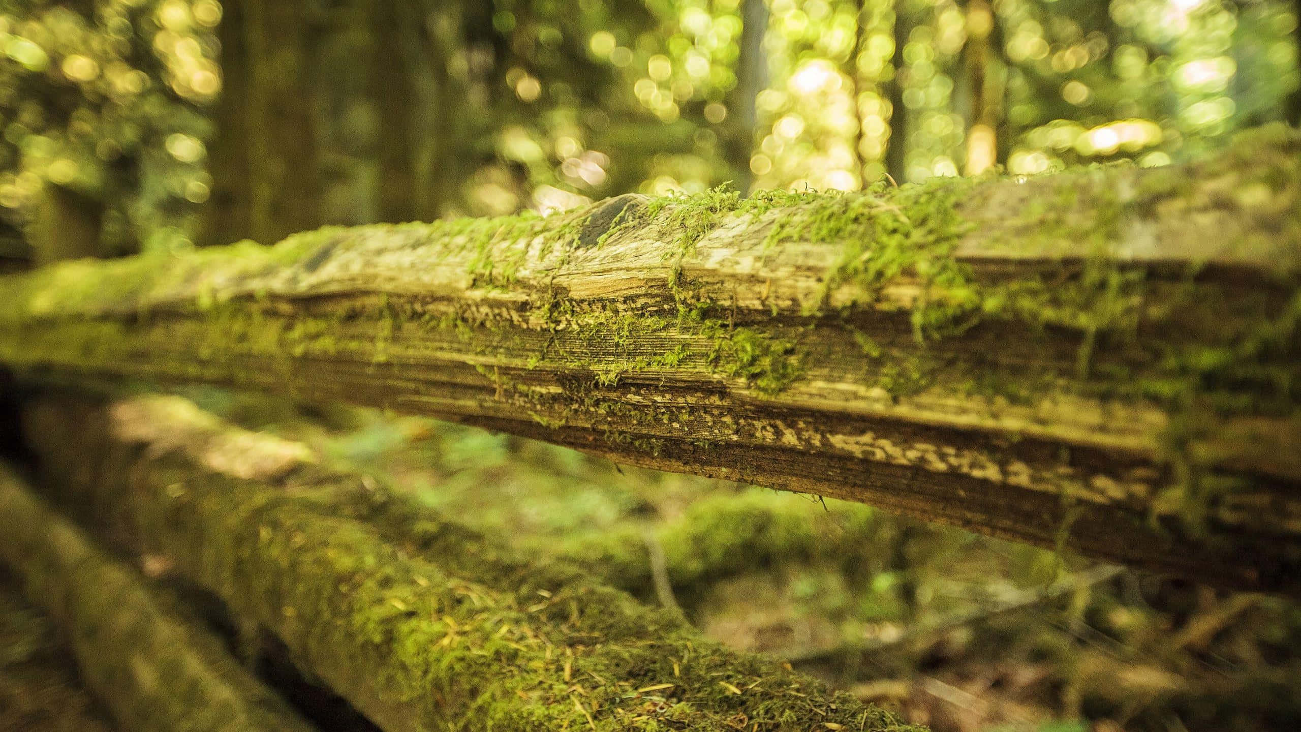 Moss 桌布 壁紙 — 陽光斑駁的森林中，長滿苔蘚的木頭特寫，背景柔和散景。