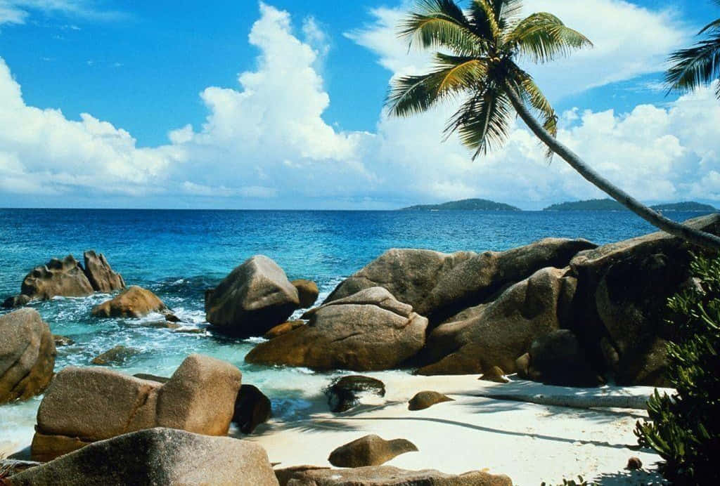 Cool Nature 桌布 壁紙 — 陽光明媚的熱帶海灘，碧綠的海水拍打著巨石，藍天白雲，還有一棵傾斜的棕櫚樹。
