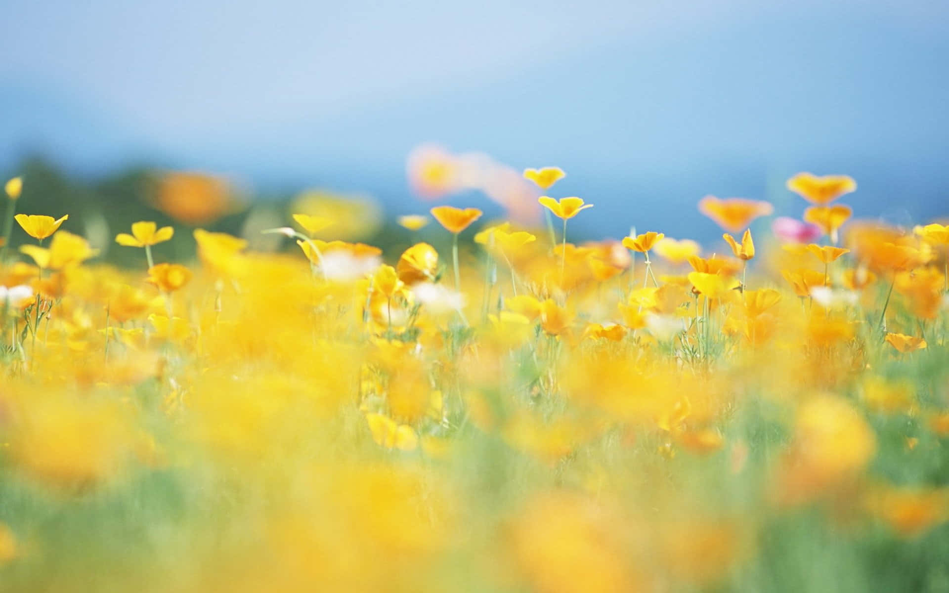 Meadow 桌布 壁紙 — 陽光明媚的田野裡，鮮黃色的罌粟花在模糊背景中柔和的藍天下輕輕搖曳。