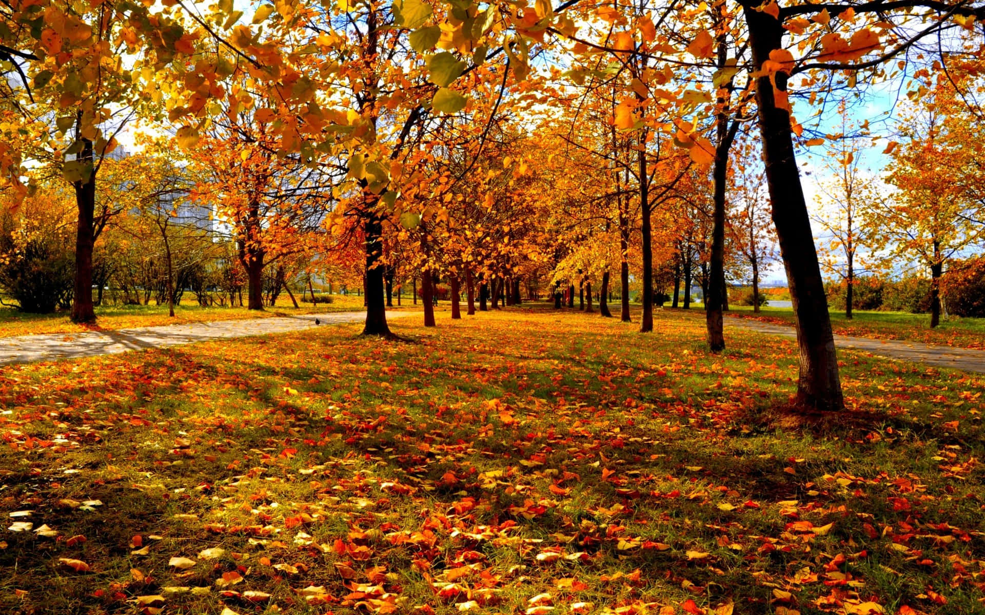 Colorful Trees 桌布 壁紙 — 陽光明媚的秋日公園，金色樹木在落葉地毯上投下陰影。