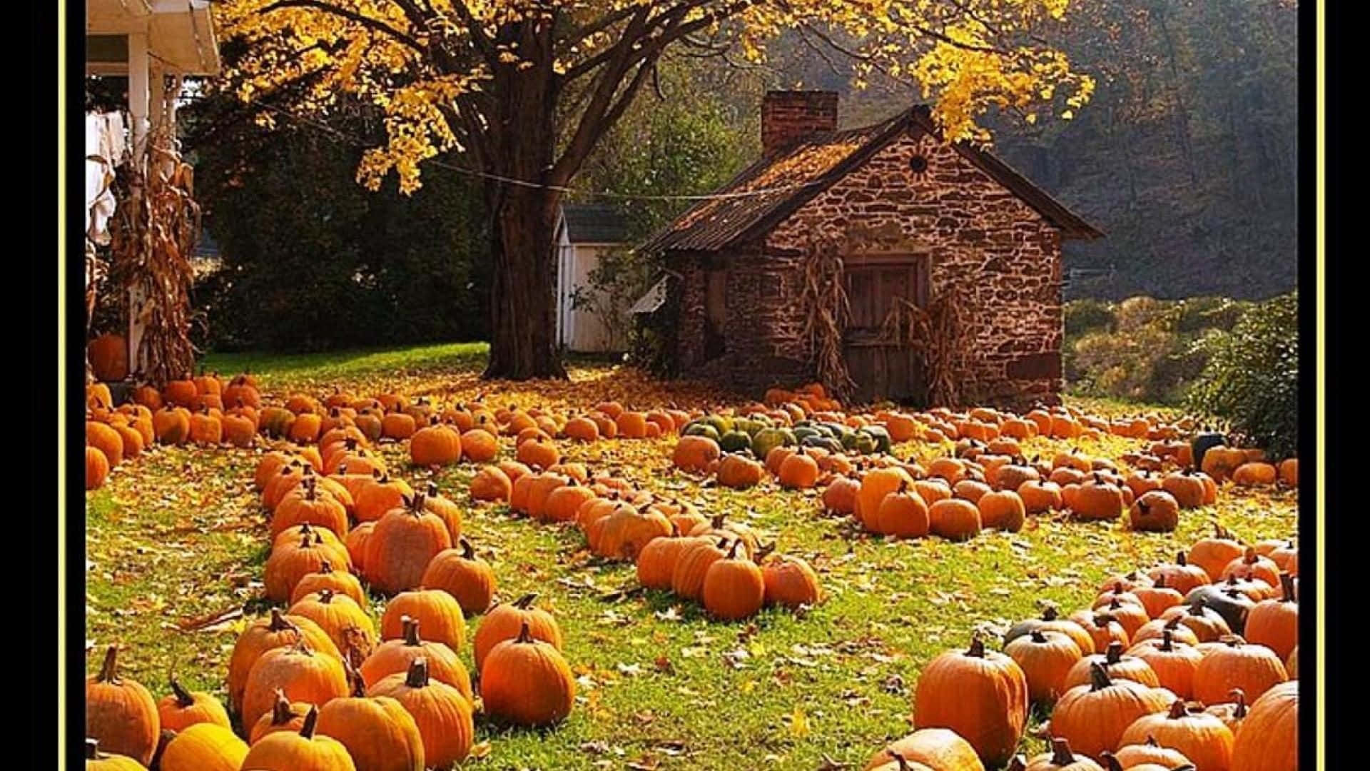 Fall Harvest 桌布 壁紙 — 陽光明媚的秋日田野，金色樹葉下南瓜遍地，旁邊是古樸的石棚。
