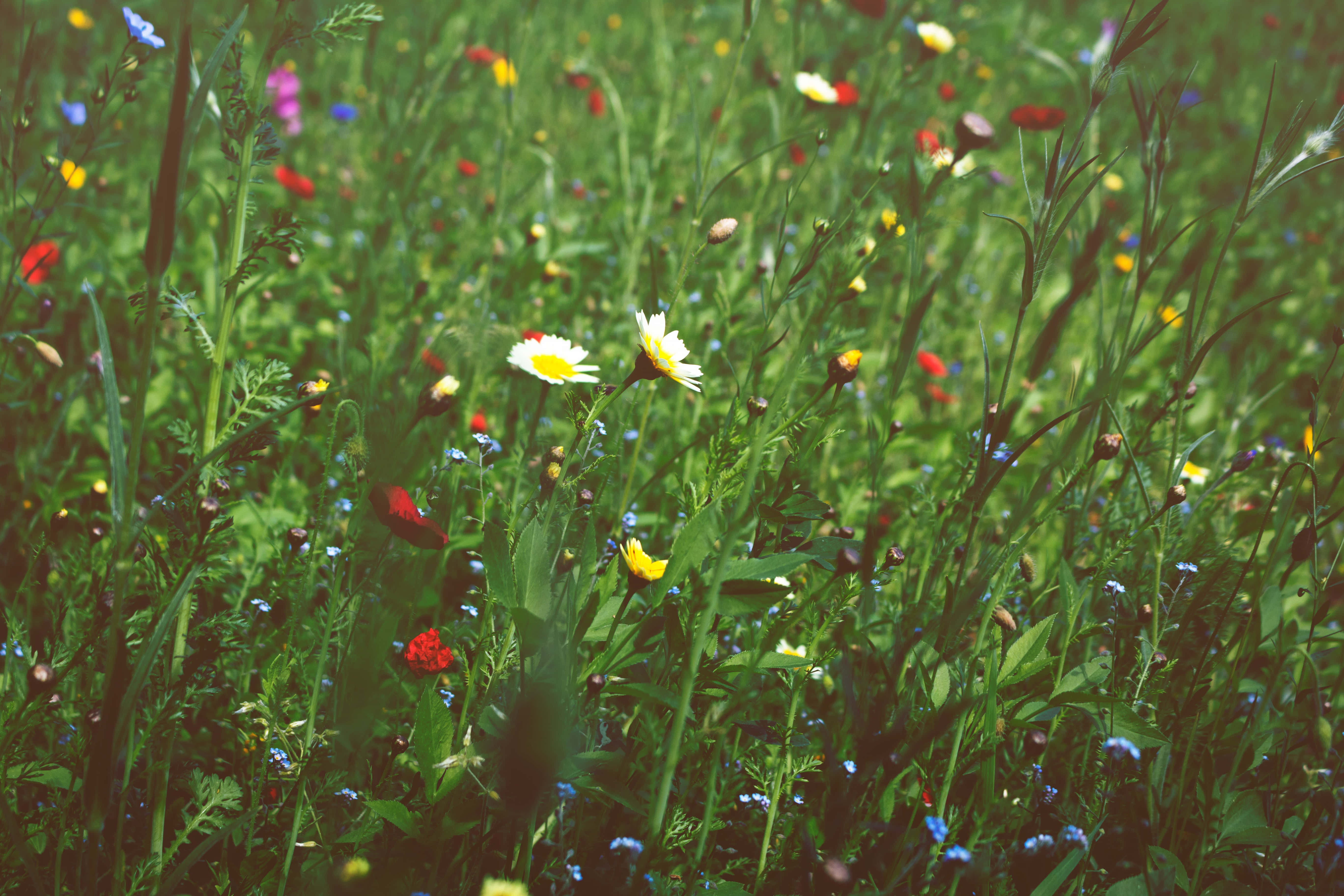 Wild Flower In Meadows 桌布 壁紙 — 陽光明媚的草地上，色彩繽紛的野花和高大的綠草在柔焦中綻放。
