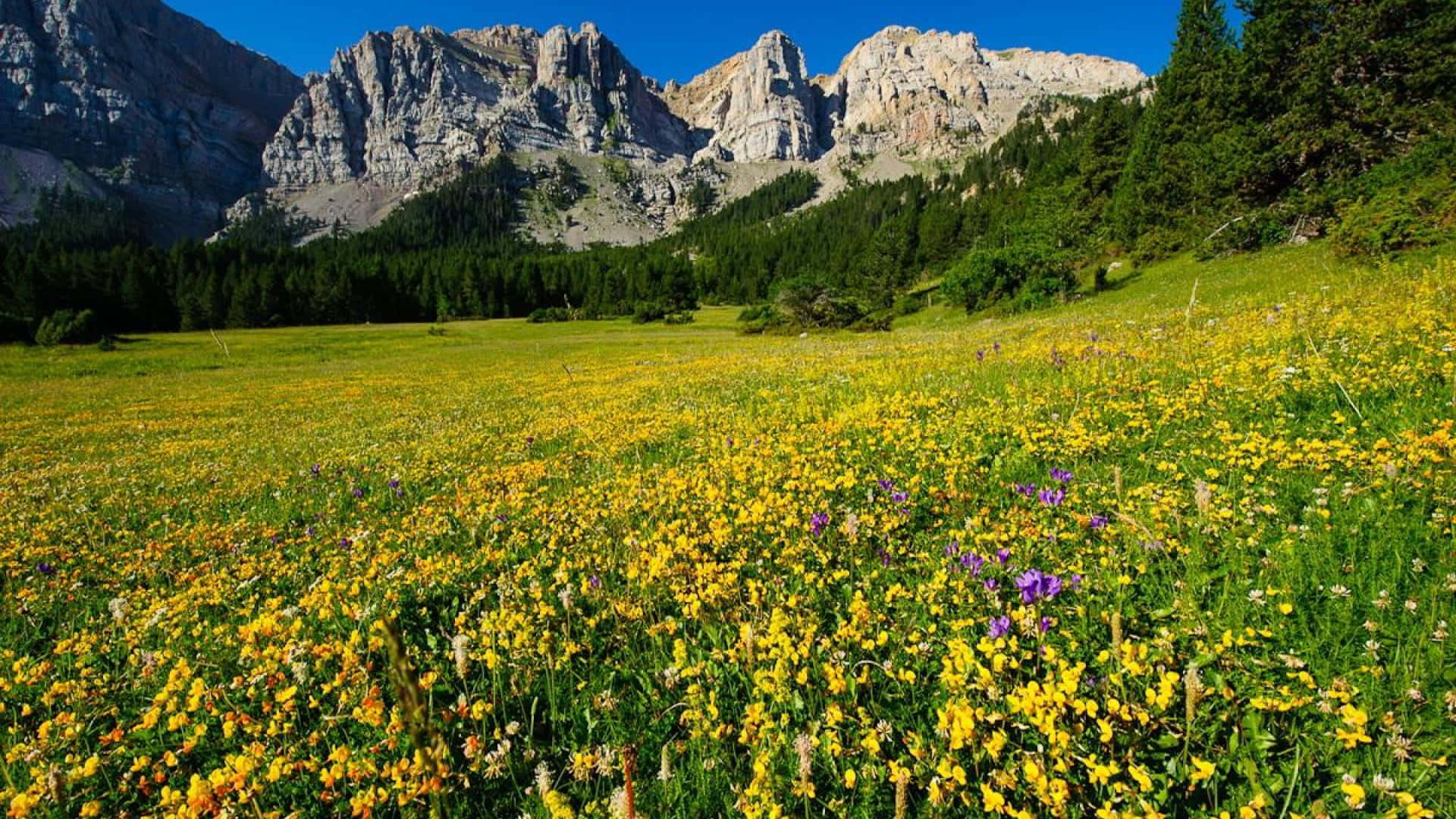 Meadow 桌布 壁紙 — 陽光明媚的草地上，黃色野花盛開，在清澈的藍天下，延伸到高聳的岩石山前。