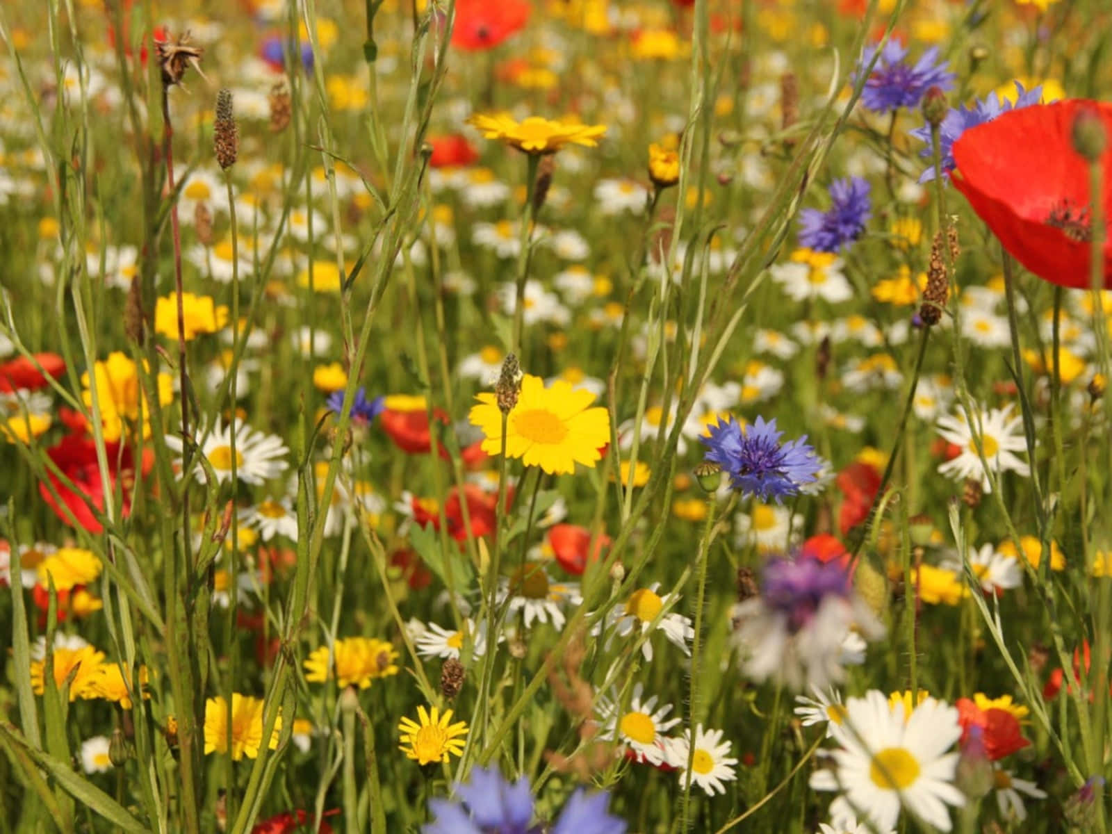 Wild Flower In Meadows 桌布 壁紙 — 陽光明媚的草地上開滿了野花，包括紅色的罌粟花、黃色的雛菊和藍色的矢車菊，在自然光中輕輕搖曳。