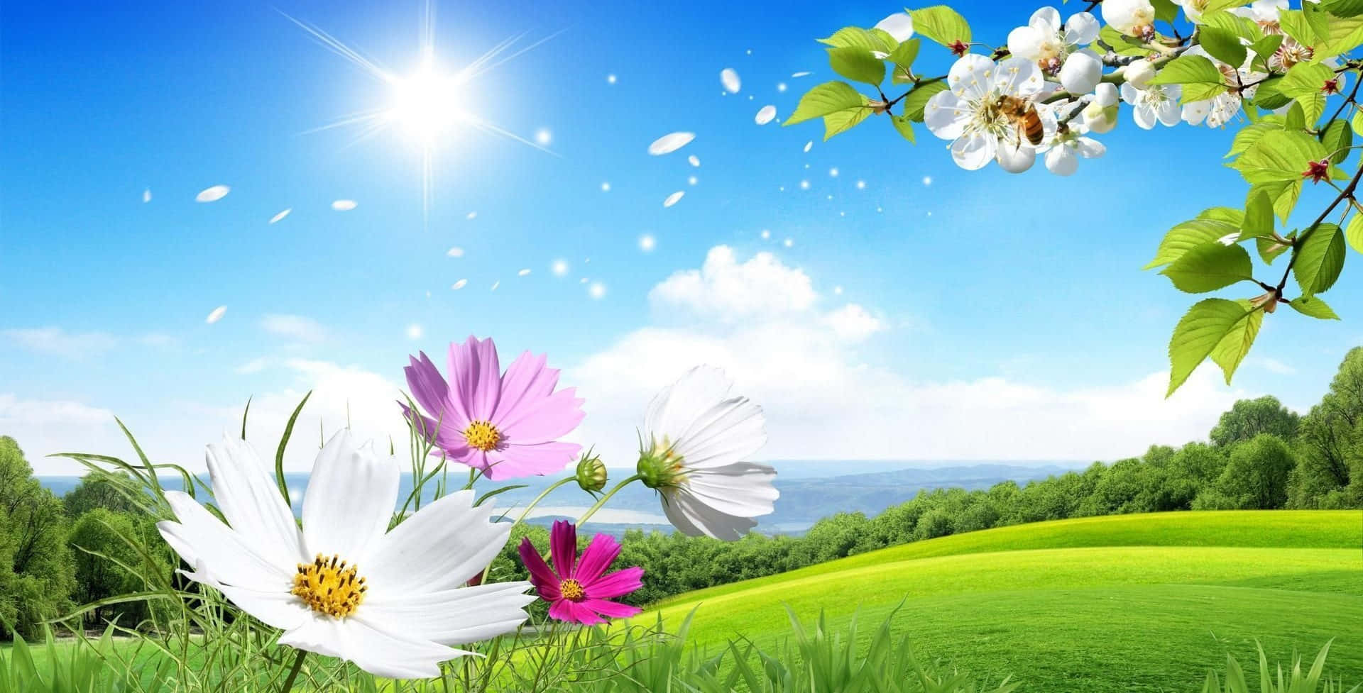 Spring Sunshine 桌布 壁紙 — 陽光普照、藍天白雲下，盛開著波斯菊和櫻花的生機勃勃春日草地。