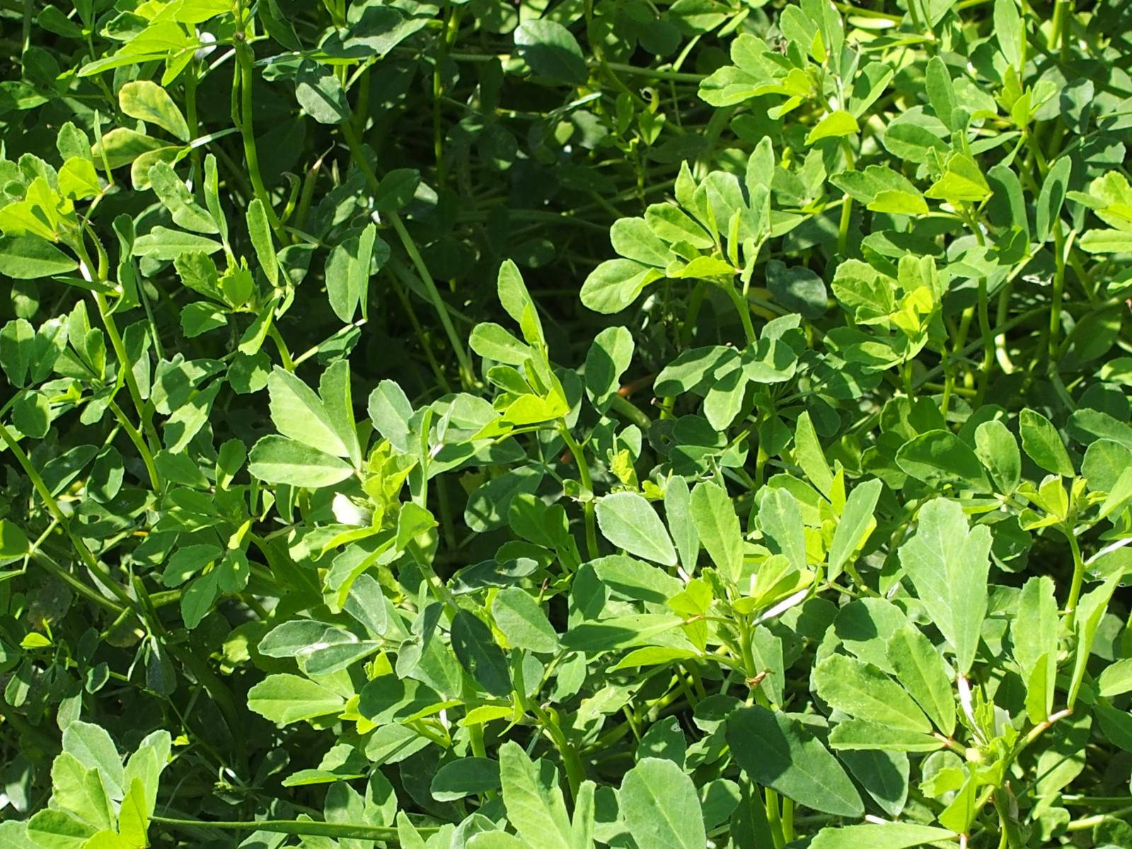 Full Grown Fenugreek 壁紙 — 陽光普照下茂密嘅鮮綠色三葉草葉片，帶有複雜嘅莖部同多樣嘅葉形。