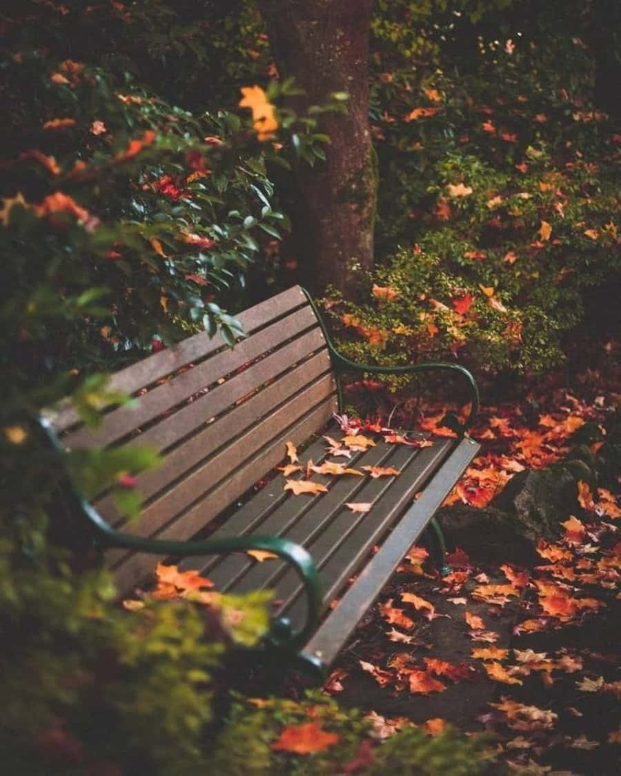 陽光普照下邀人休憩的公園長椅 壁紙 — 一張帶有綠色金屬扶手的木製長椅靜靜地放在森林中，周圍是溫暖橙色和紅色調的秋天落葉。