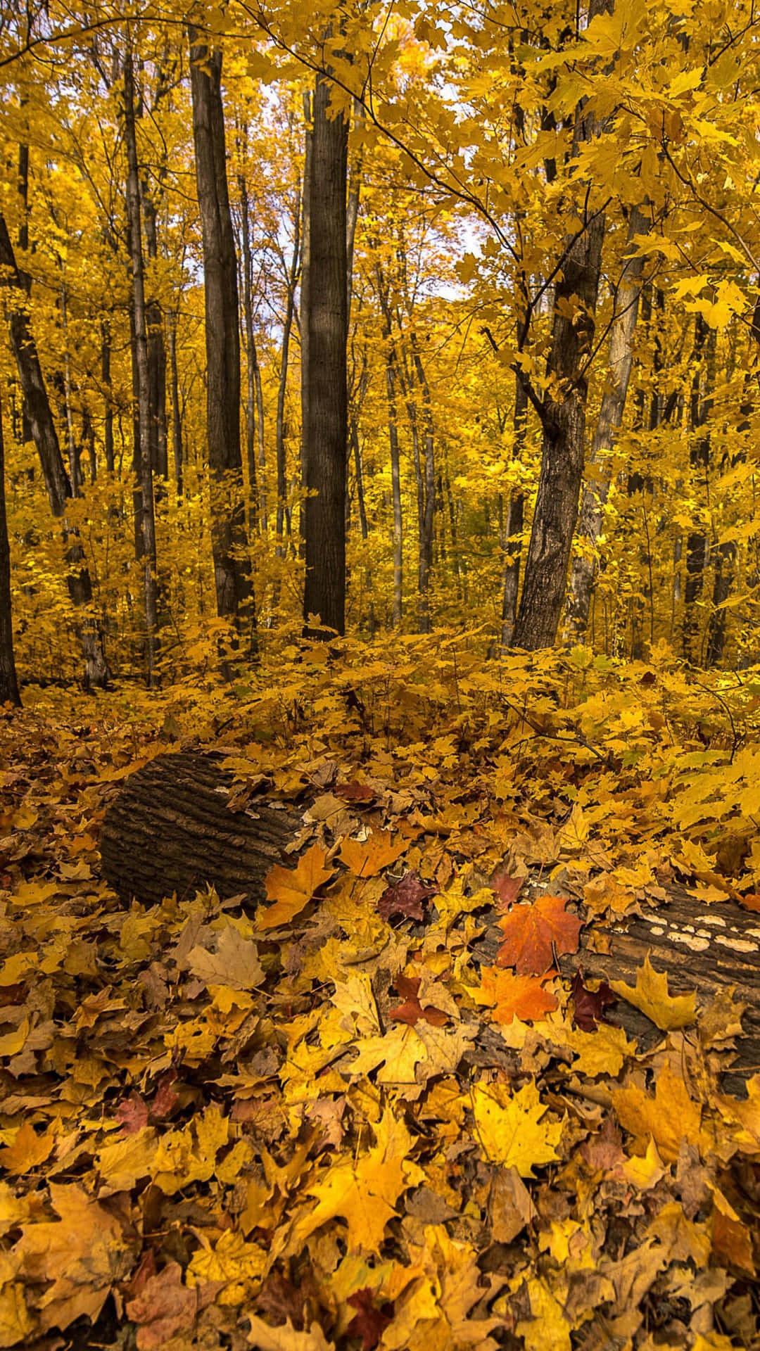 Yellow Leaves 桌布 壁紙 — 陽光普照的森林地面鋪滿了金色的楓葉，高大的樹木伸向明亮的天空。