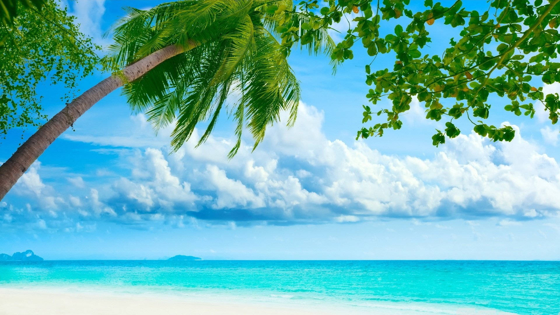 陽光普照的熱帶海灘 壁紙 — 充滿活力的熱帶海灘場景，有碧綠的海水、白色的沙灘和一棵傾斜的棕櫚樹，襯托著藍天白雲。