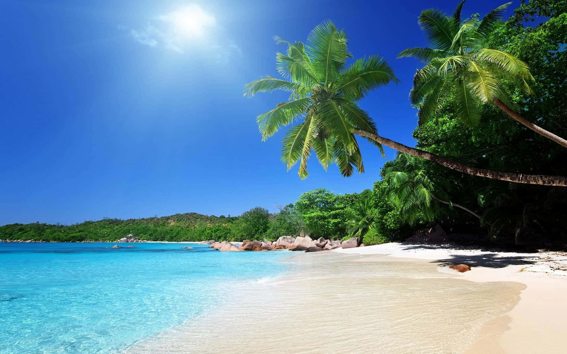 Beautiful Beach 桌布 壁紙 — 陽光普照的熱帶海灘，有碧綠色的海水、白色沙灘和茂密的綠色棕櫚樹在清澈的藍天下搖曳。