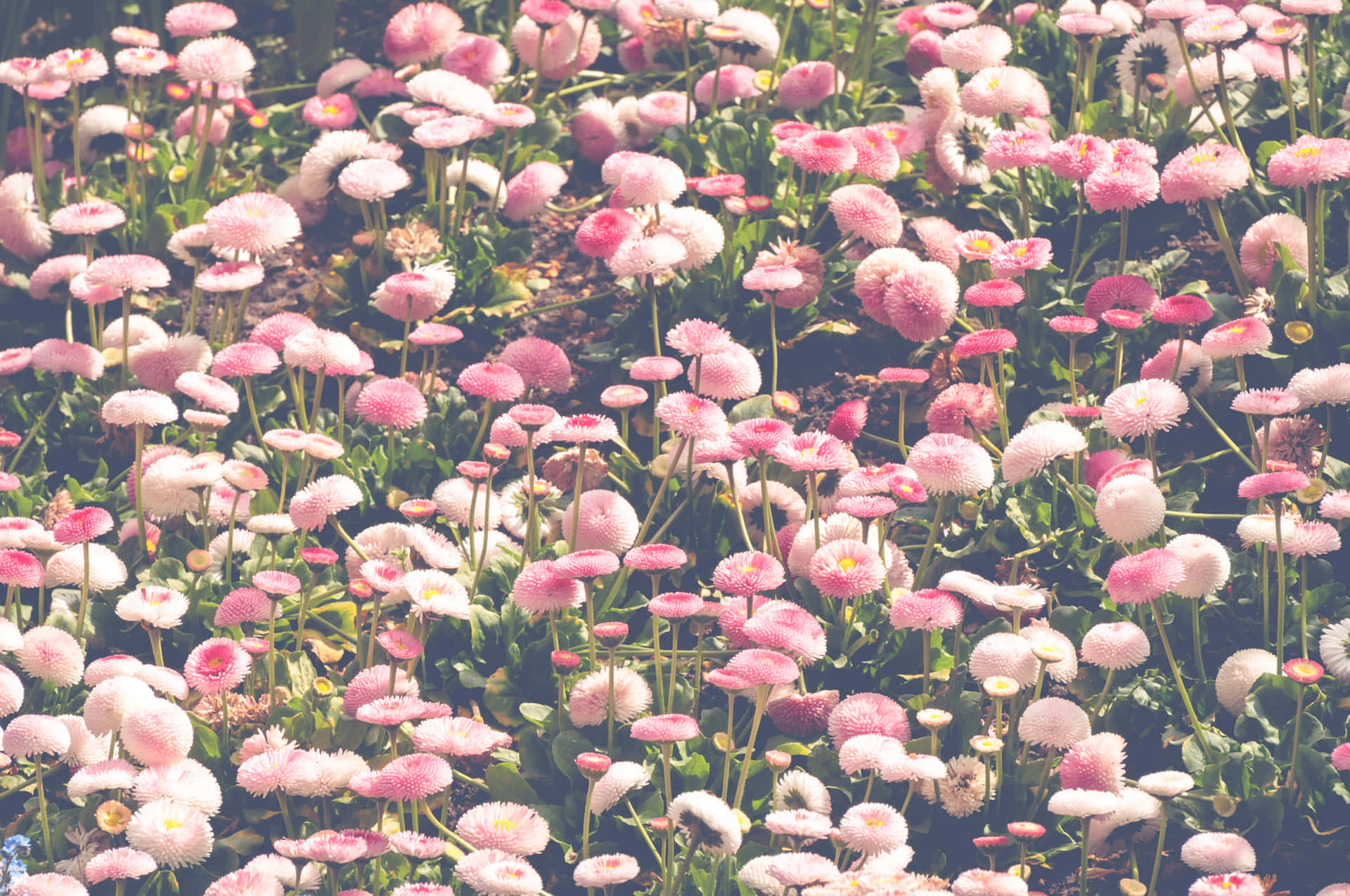 Tumblr Flower 桌布 壁紙 — 陽光普照的田野，粉紅色和白色的雛菊在柔和自然光中輕輕搖曳。