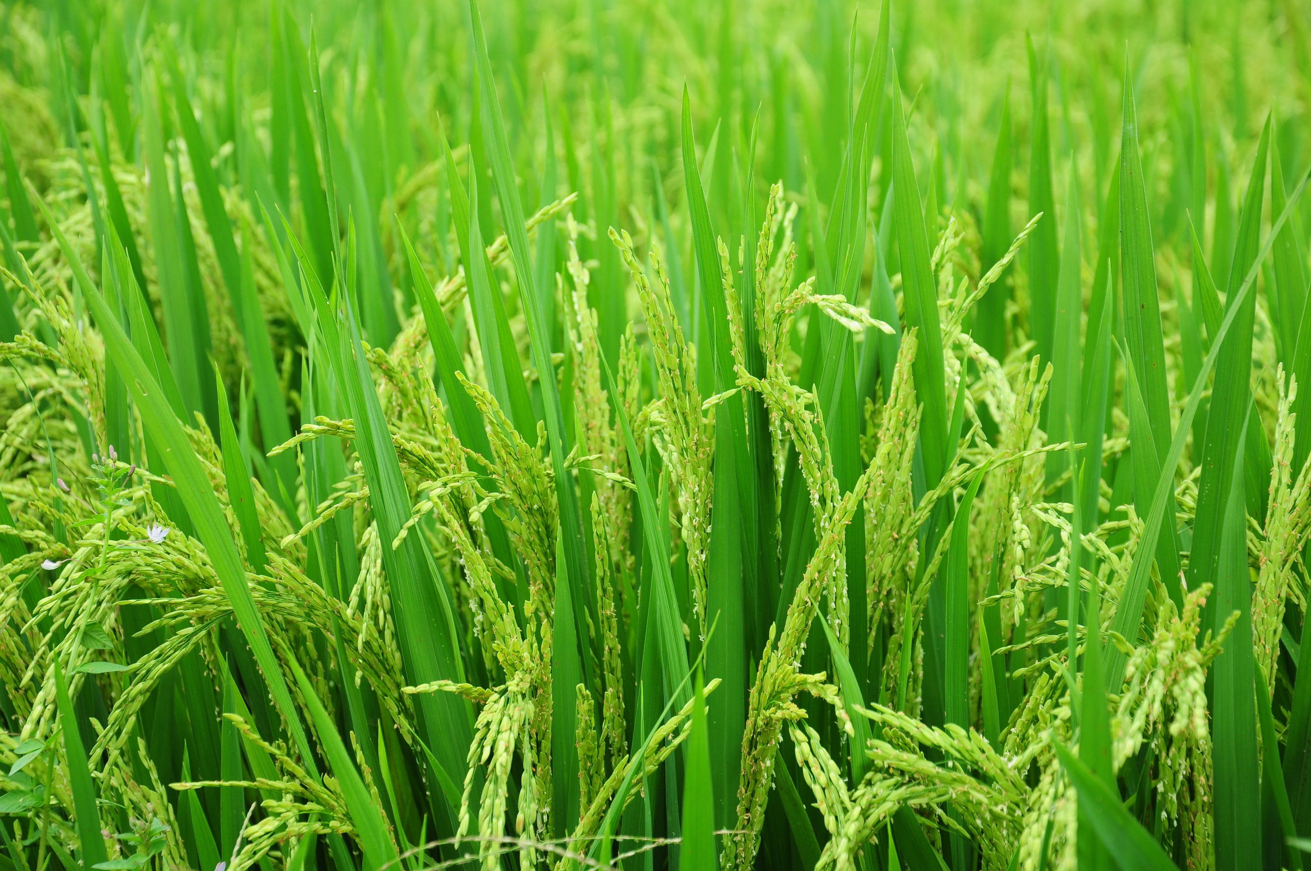 植物美學 桌布 壁紙 — 陽光普照的田野中，茂盛嘅綠色水稻帶住金色種子頭輕輕搖曳嘅特寫。