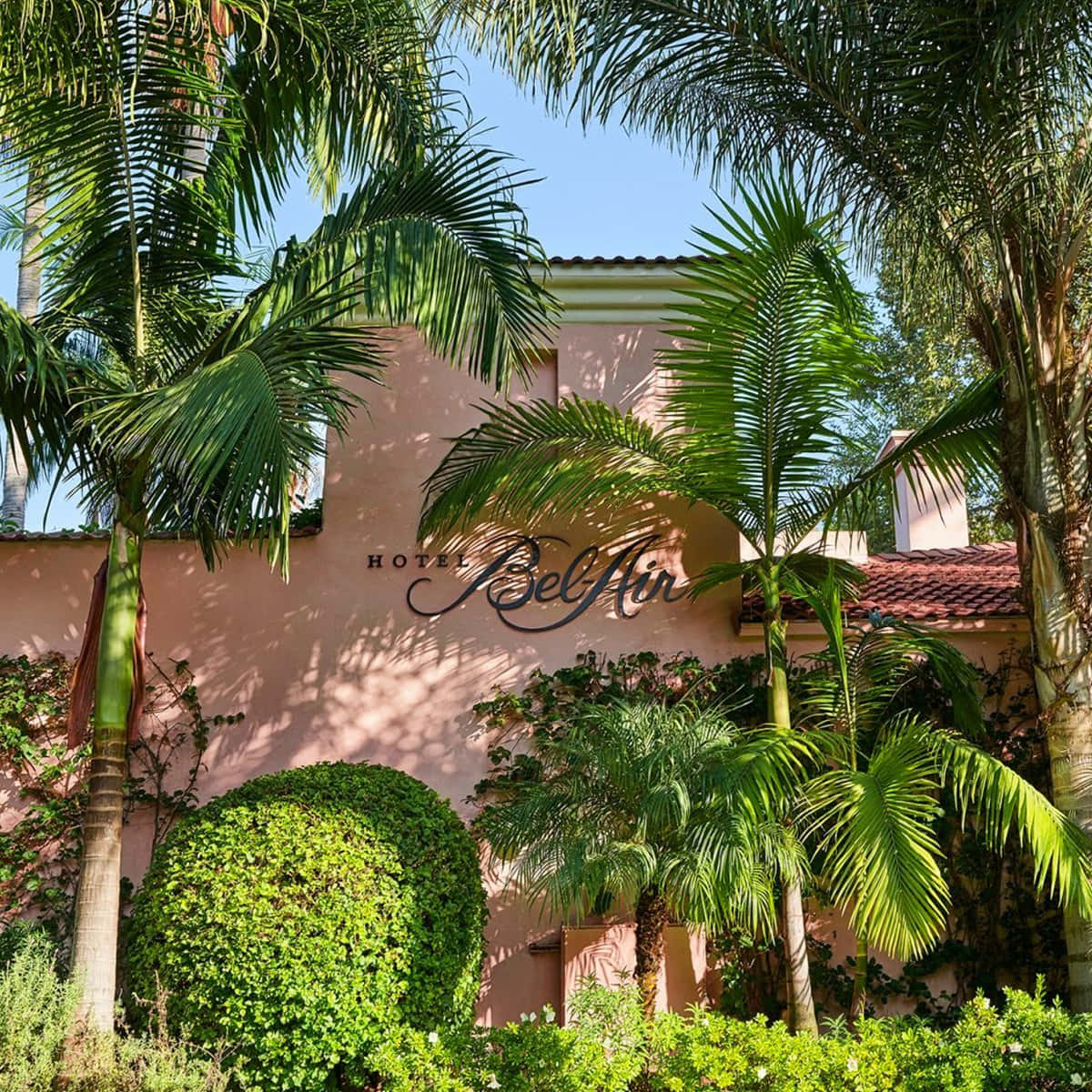 洛杉磯 桌布 壁紙 — 陽光普照的粉紅色酒店外牆，帶有「Hotel Bel Air」標誌，被茂密的綠色棕櫚樹和修剪整齊的樹籬環繞，背景是清澈的藍天。