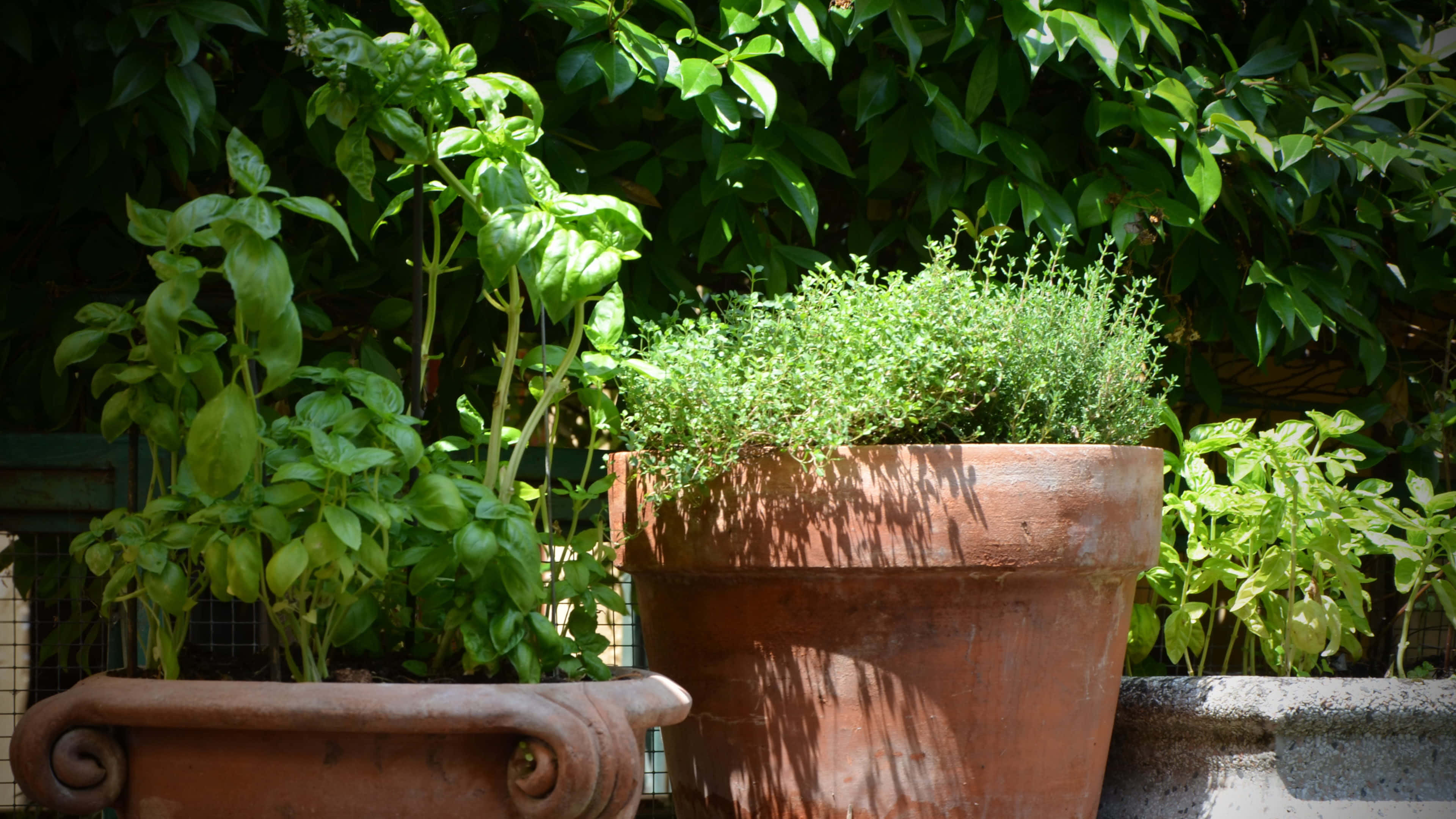 Herb Garden 桌布 壁紙 — 陽光普照的赤陶花盆，種滿茂盛的羅勒和百里香植物，背景是茂密的綠色樹籬。