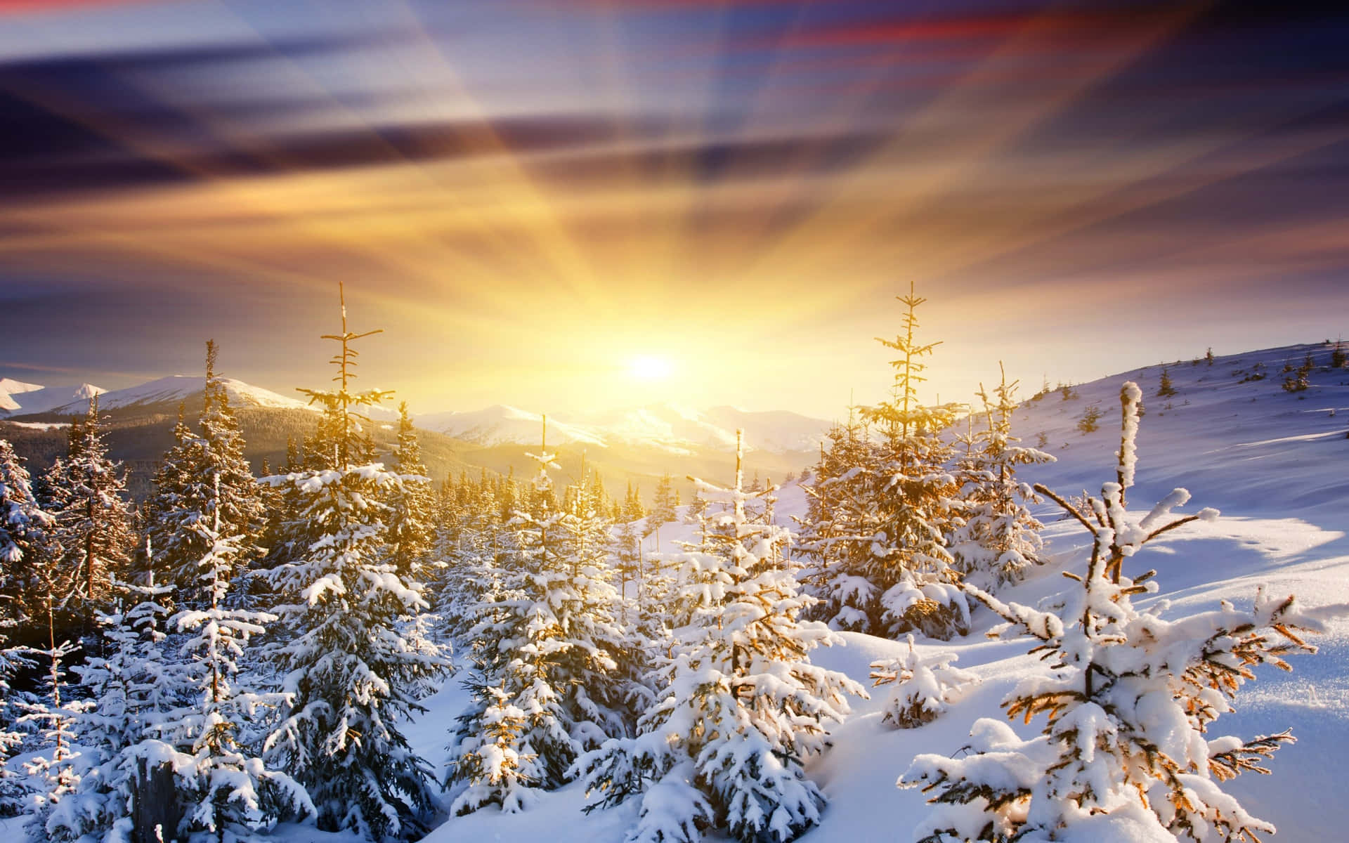 白雪覆蓋的松樹在山坡上沐浴在金色的日落光芒中。