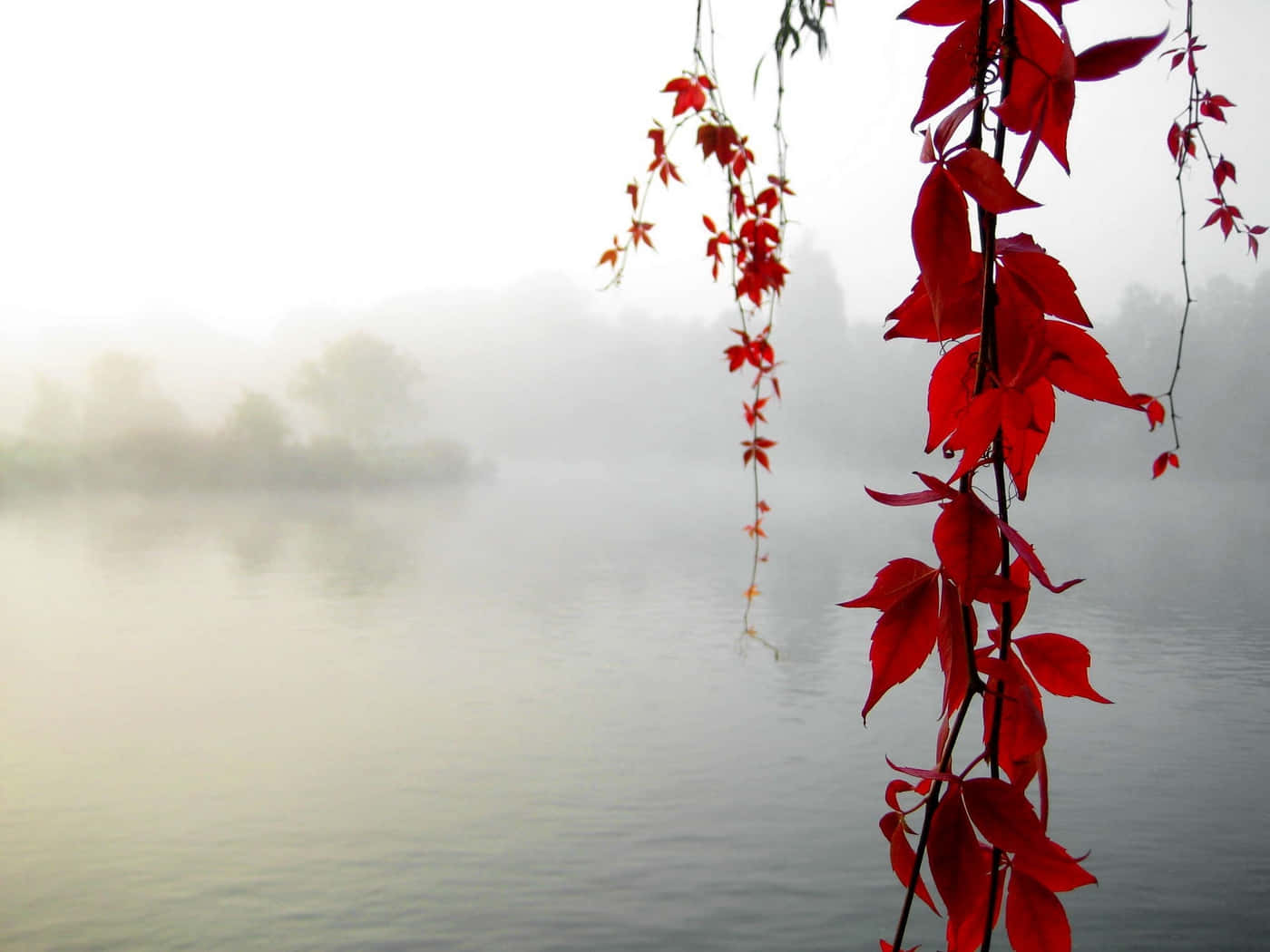 紅色秋葉懸掛在霧氣瀰漫的湖面上，背景是模糊的樹木。