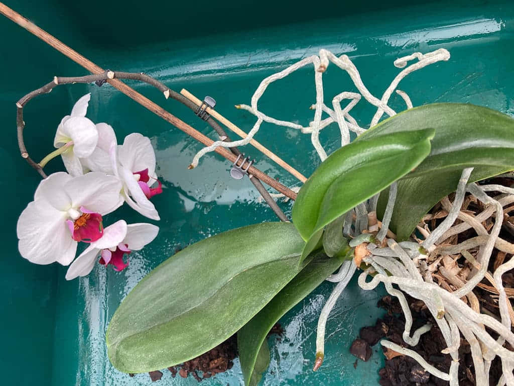 白色蘭花帶粉紅色中心，青綠色花盆，顯示根和葉