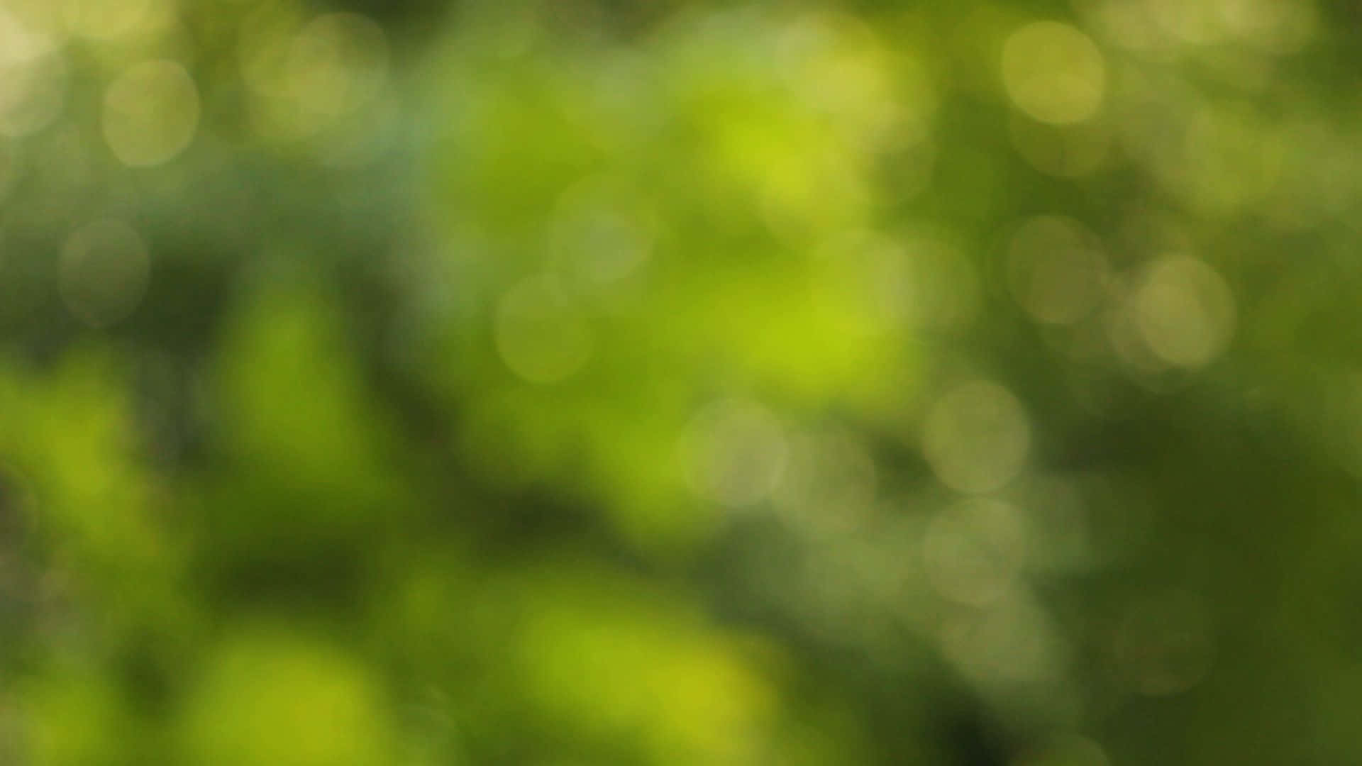 Nature Blur 桌布 壁紙 — 陽光照射下的綠色樹葉形成柔和散景，營造出夢幻般的自然背景，帶有發光的圓形高光。