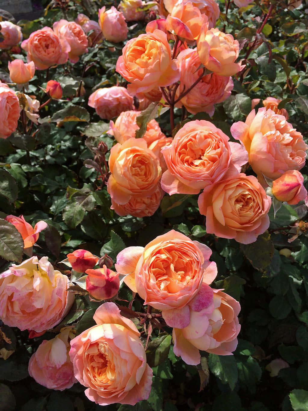 English Rose Garden 桌布 壁紙 — 陽光照射下的蜜桃色和珊瑚色玫瑰在茂密的綠葉間密集盛開，呈現出充滿活力的花園景象。