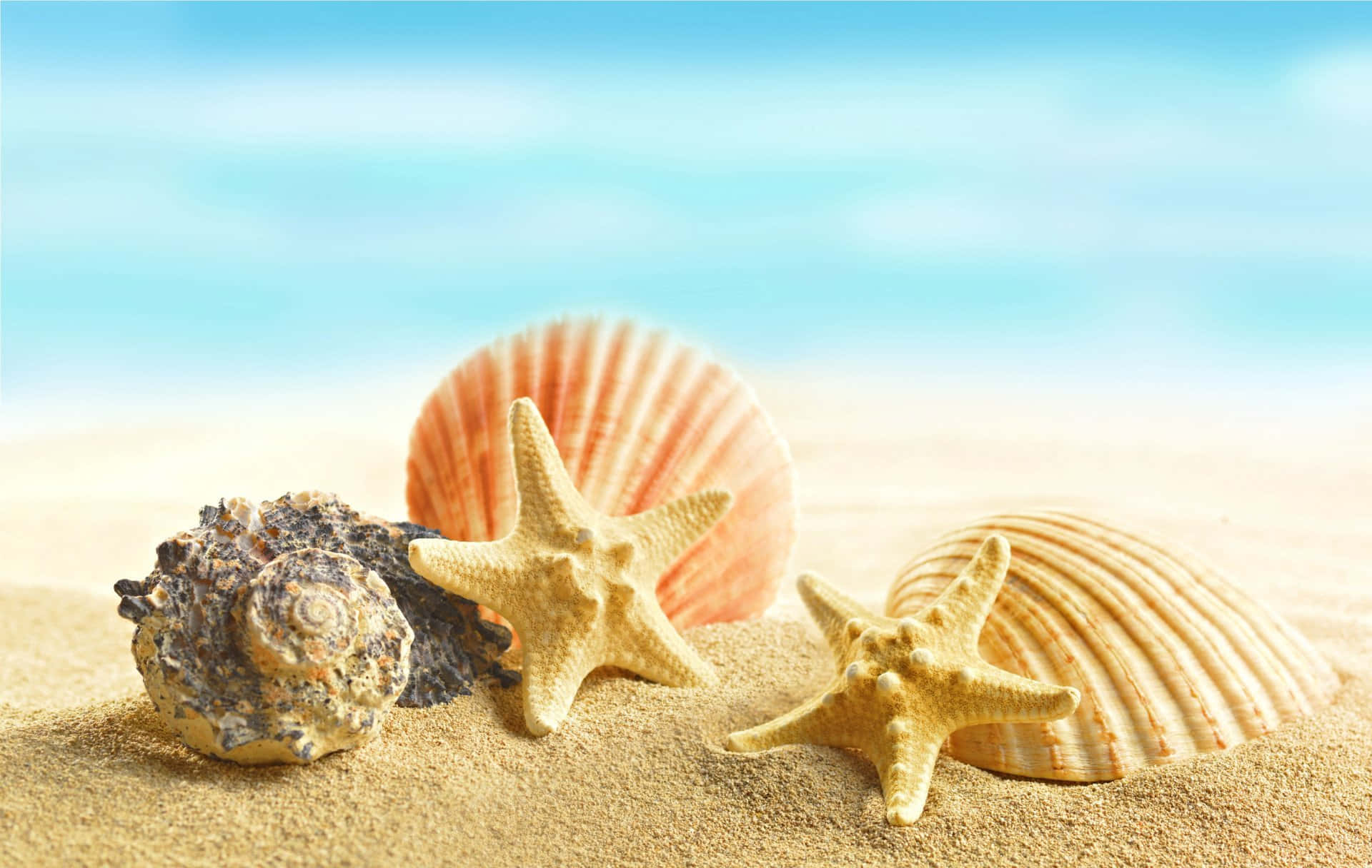 Seashell 桌布 壁紙 — 陽光照射下的貝殼和海星，在柔和的藍天下躺在金色的沙灘上。