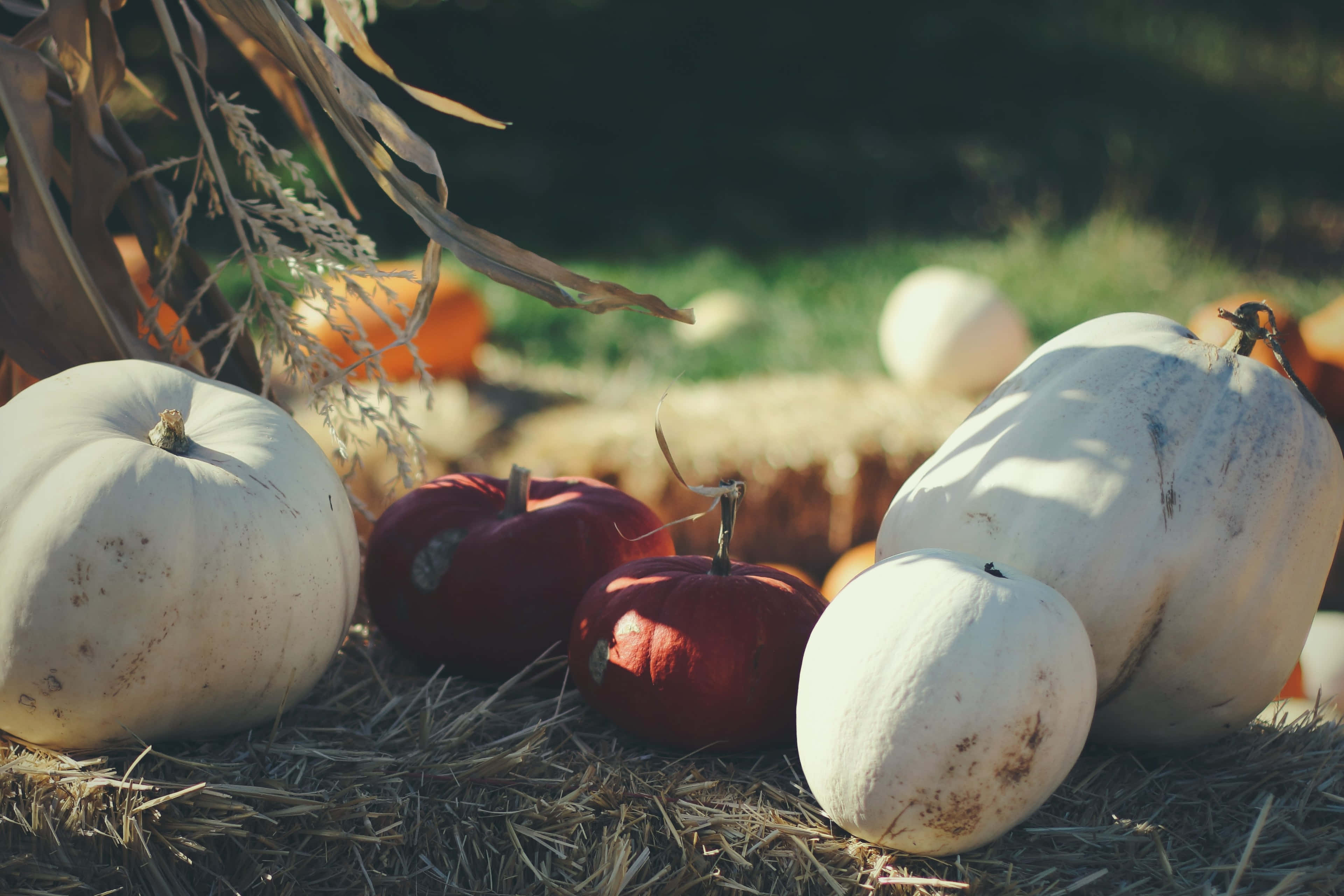 Fall Festival 桌布 壁紙 — 陽光照耀下的南瓜和葫蘆，放在一個質樸的秋季田野中的稻草捆上，伴隨著柔和的金色光芒。