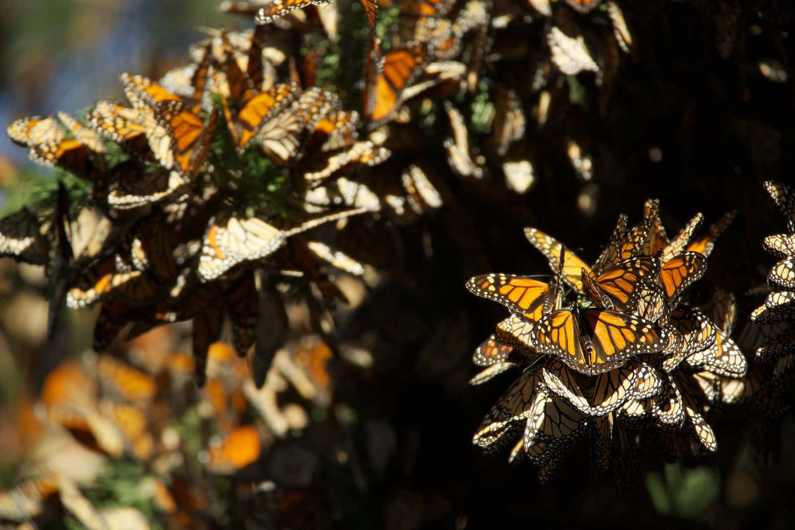 Butterfly Migration 桌布 壁紙 — 陽光照耀下的帝王斑蝶密集地聚集在樹枝上，在柔和的綠色樹葉背景下創造出充滿活力的橙色和黑色掛毯。