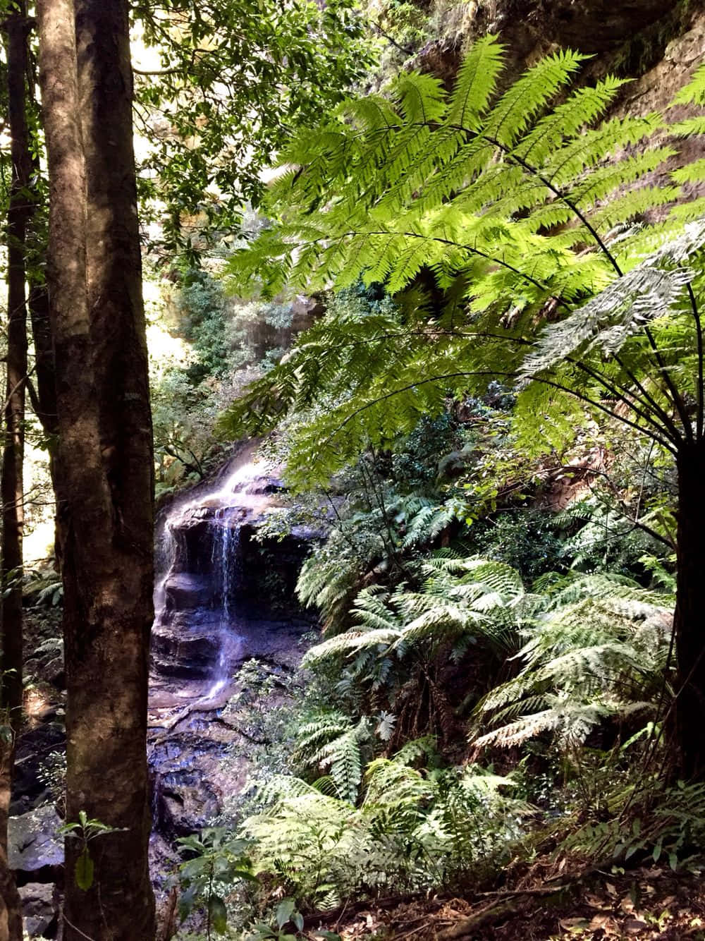 Blue Mountains National Park 桌布 壁紙 — 陽光照耀的森林瀑布穿過茂密的蕨類植物和長滿苔蘚的岩石，四周環繞著高聳的樹木。